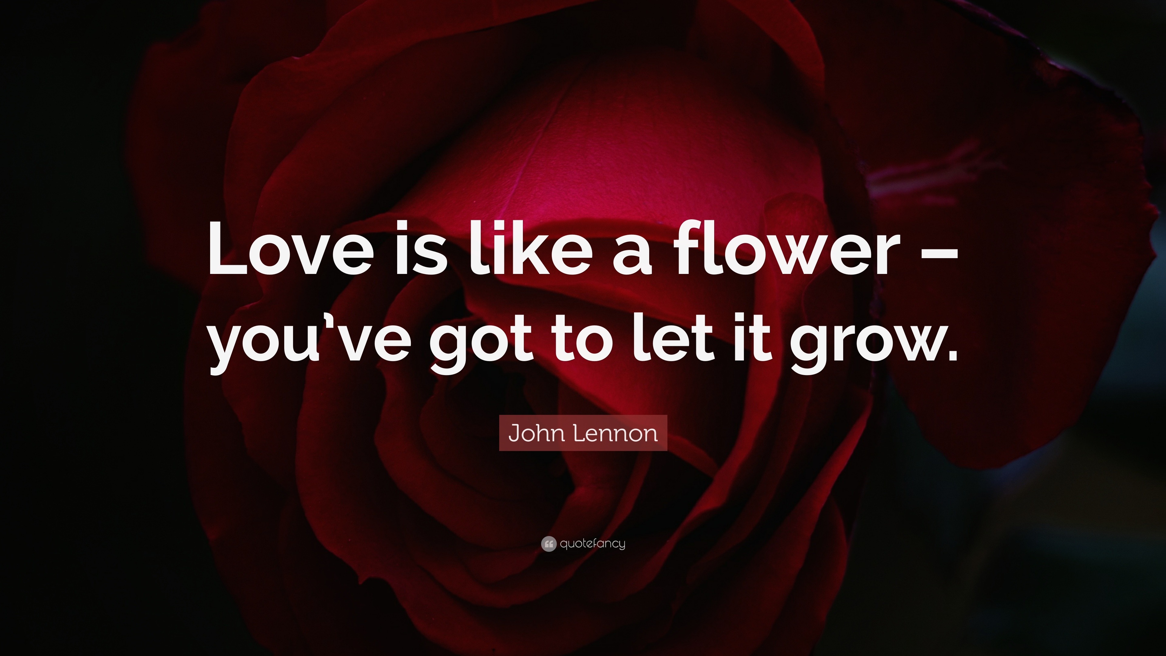 John Lennon Quote Love Is Like A Flower You Ve Got To Let It Grow