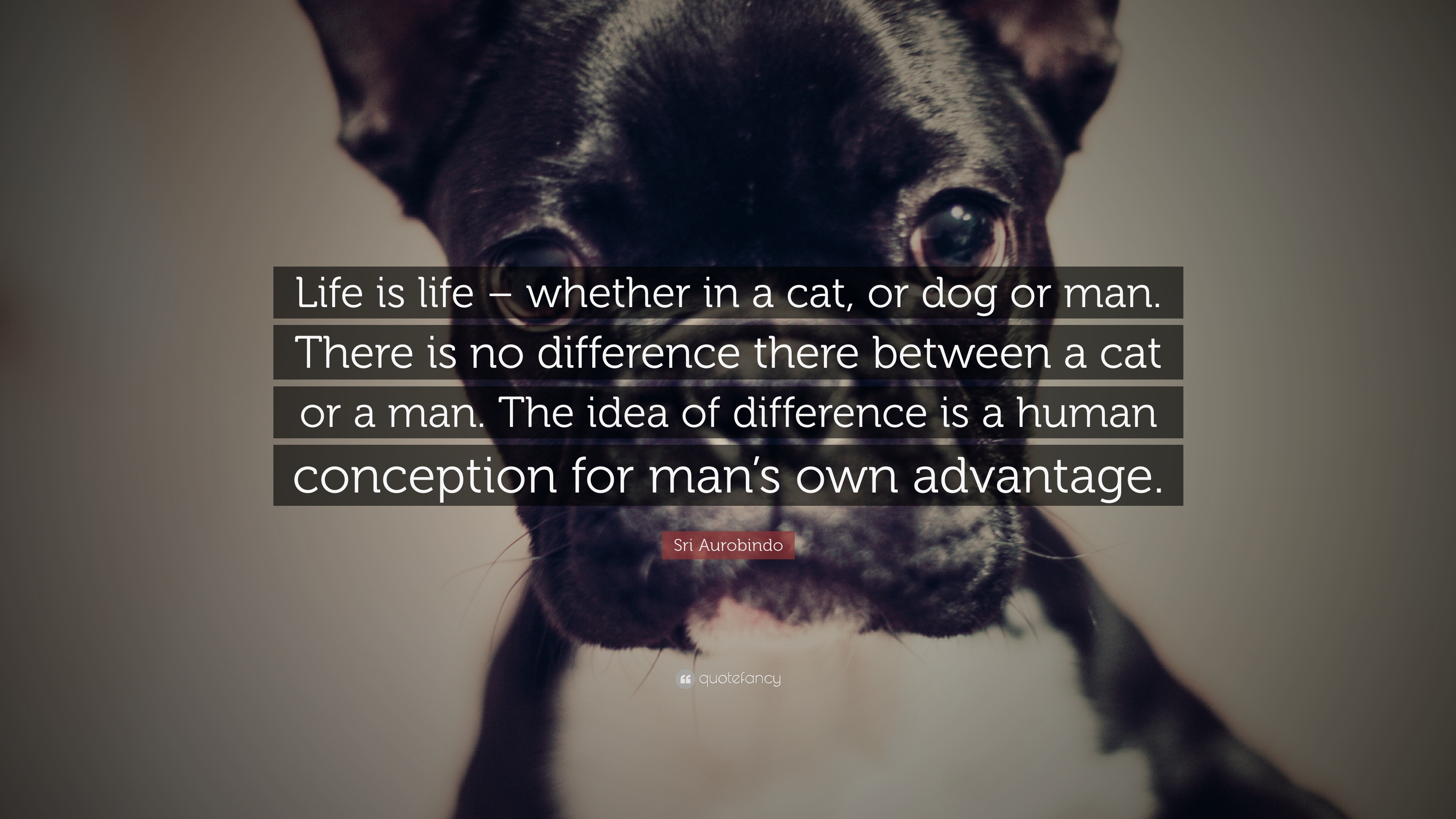 Sri Aurobindo Quote: “Life is life – whether in a cat, or dog or man. There  is no difference there between a cat or a man. The idea of differe...”