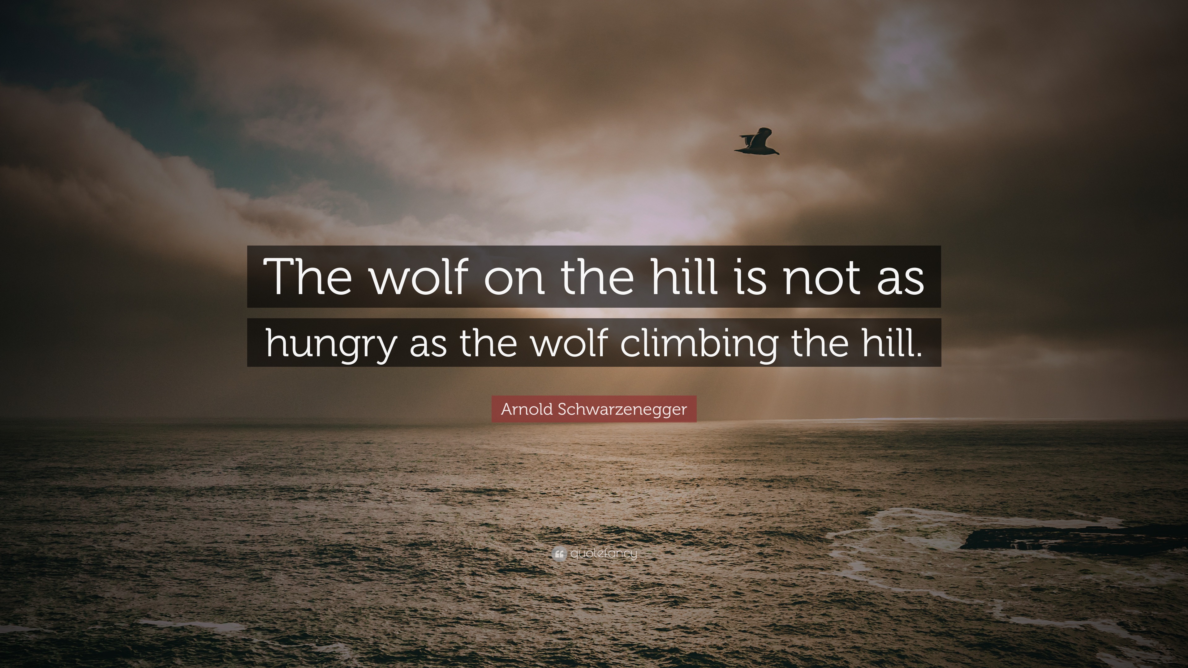 Arnold Schwarzenegger Quote: “The wolf on the hill is not as hungry as ...