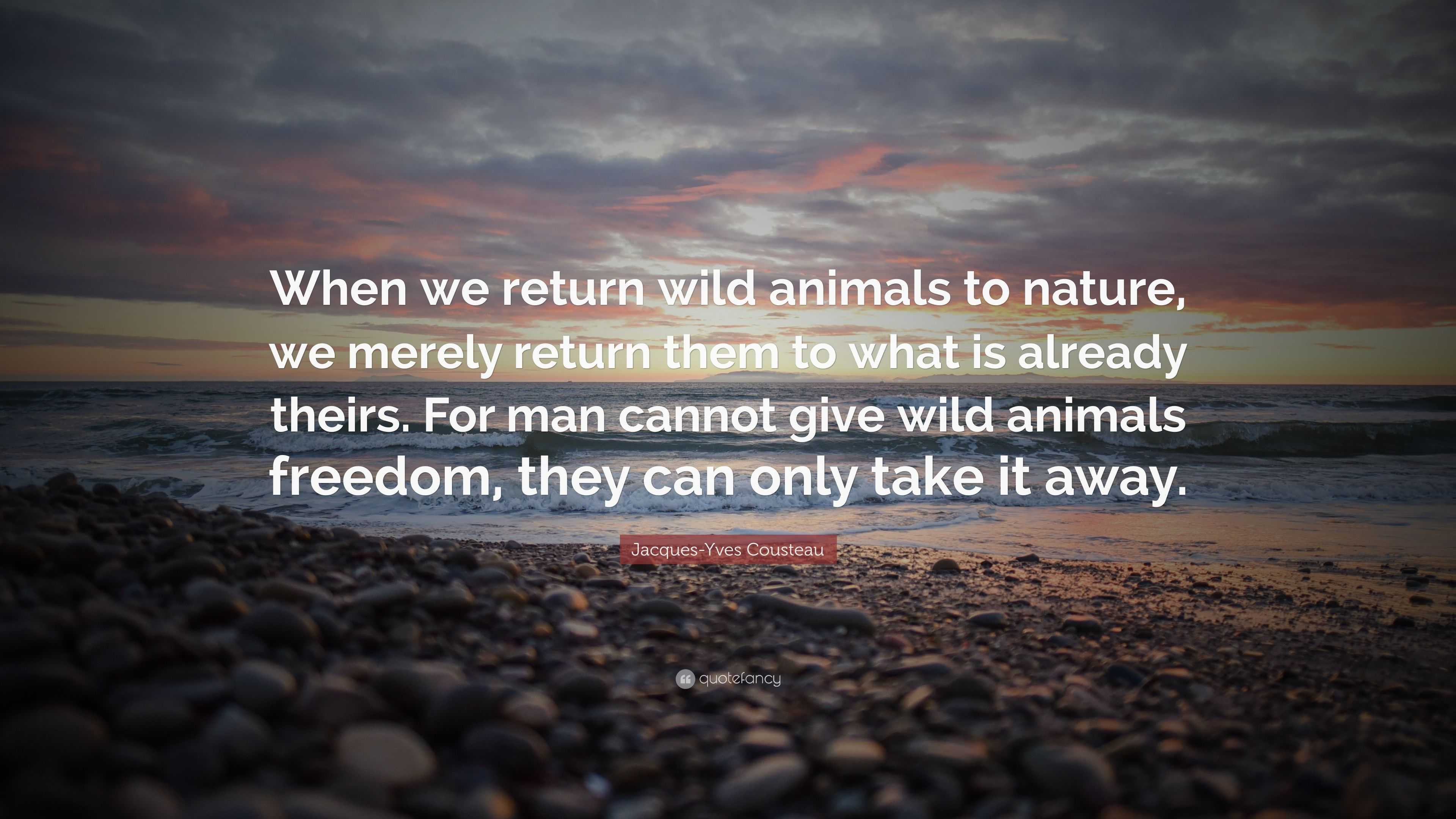 Jacques-Yves Cousteau Quote: “When we return wild animals to nature, we