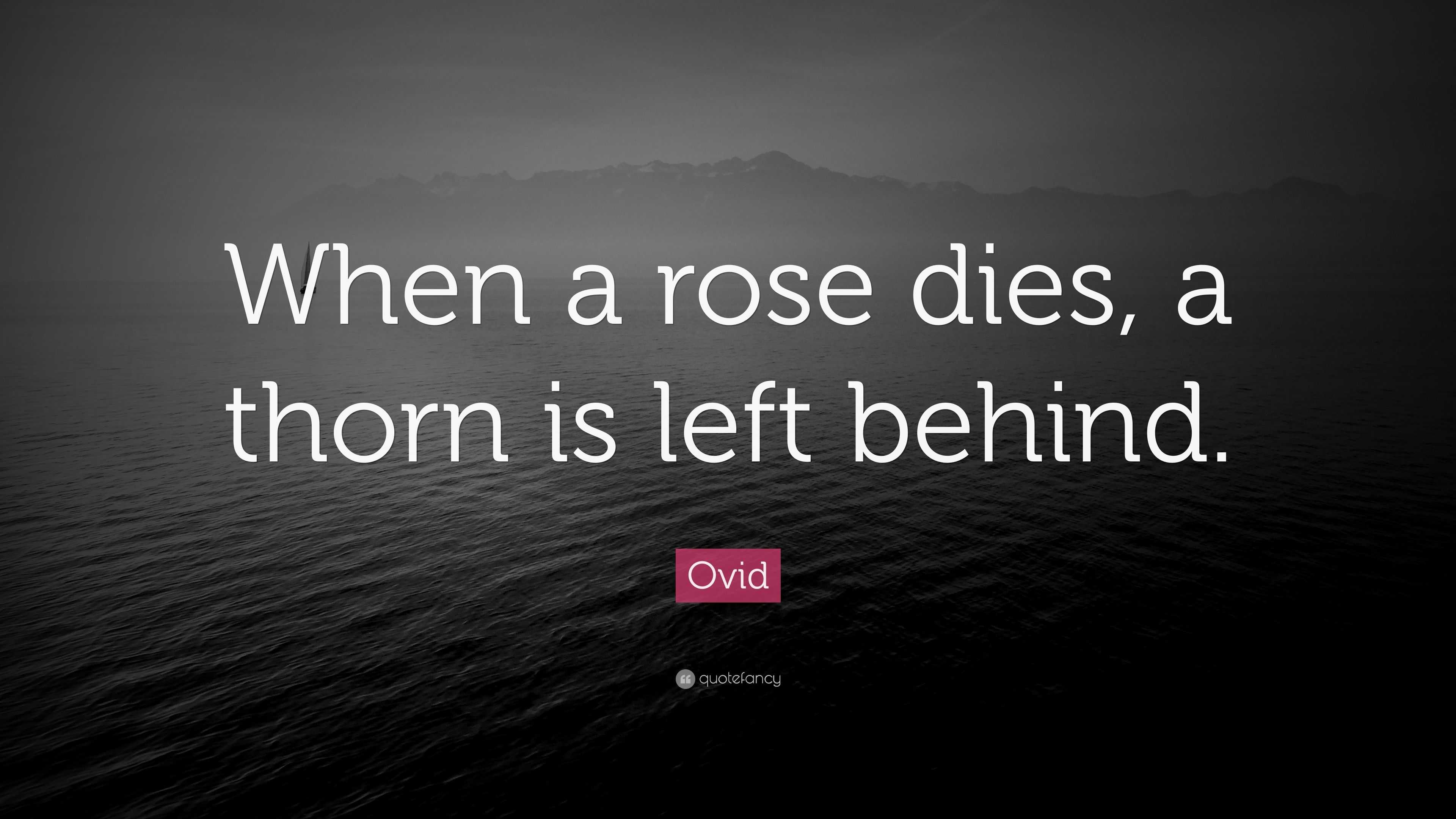 Ovid Quote: "When a rose dies, a thorn is left behind." (10 wallpapers) - Quotefancy