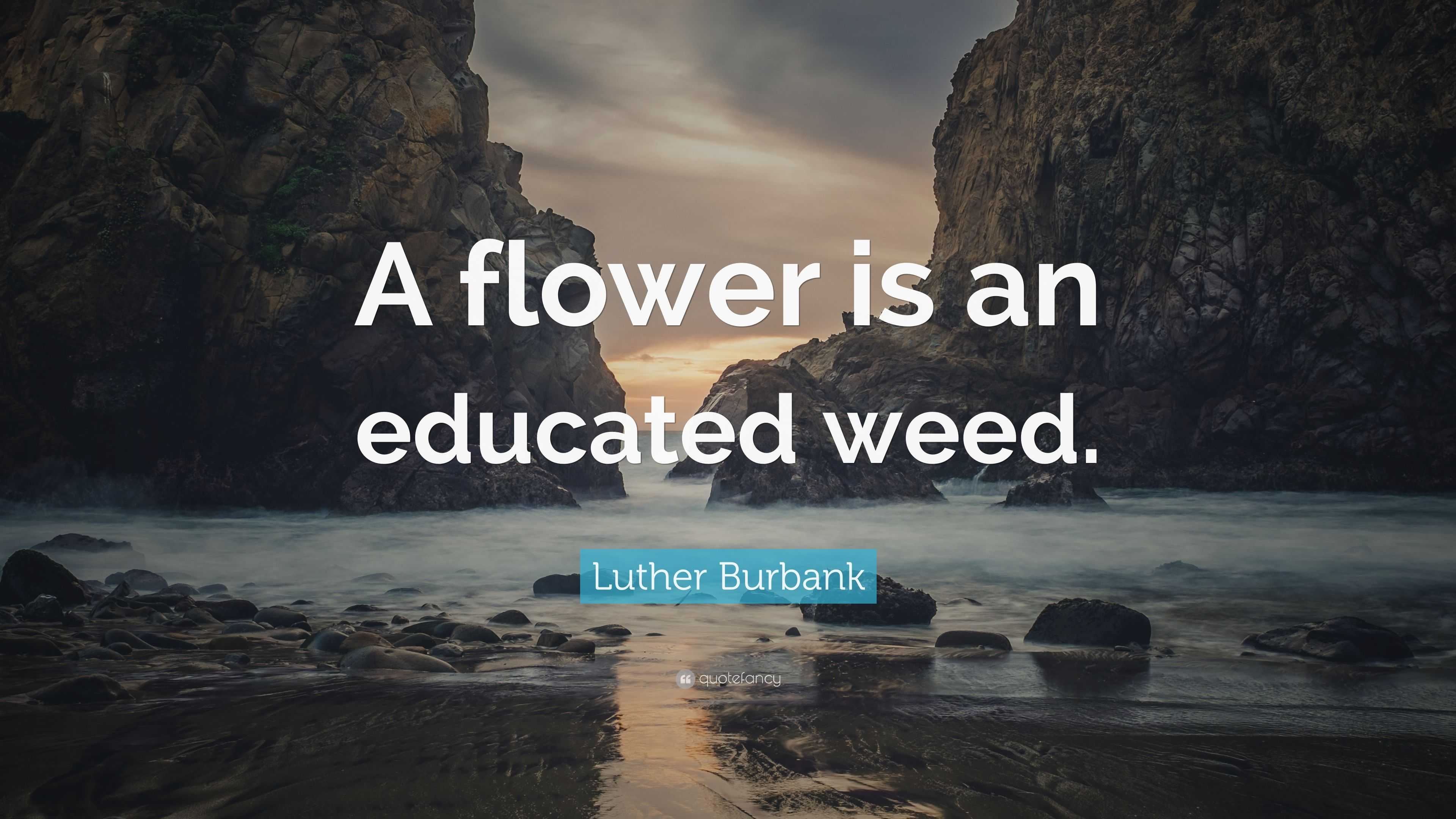 Luther Burbank Quote: “A flower is an educated weed.”