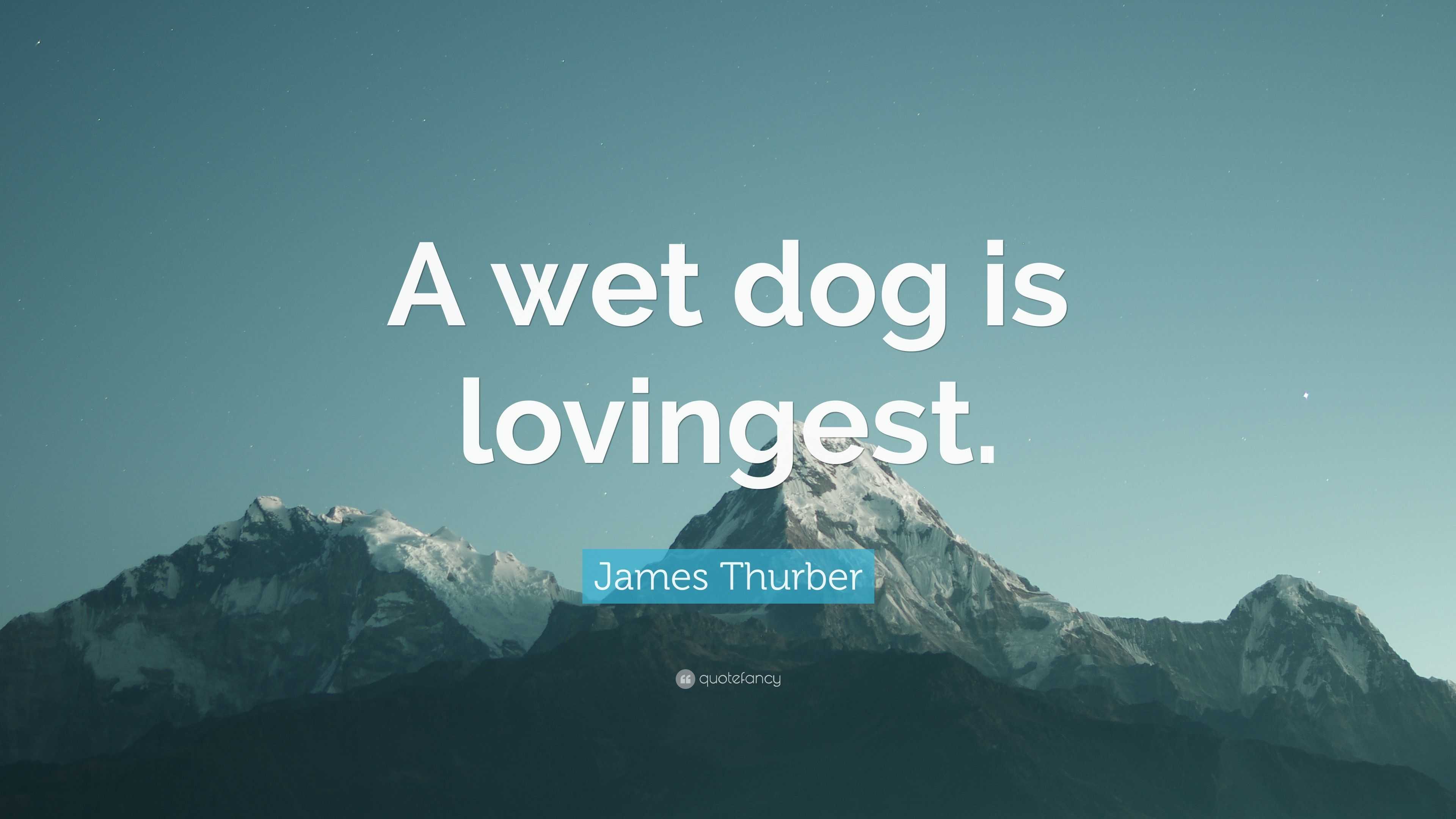 James Thurber Quote: “A wet dog is lovingest.”