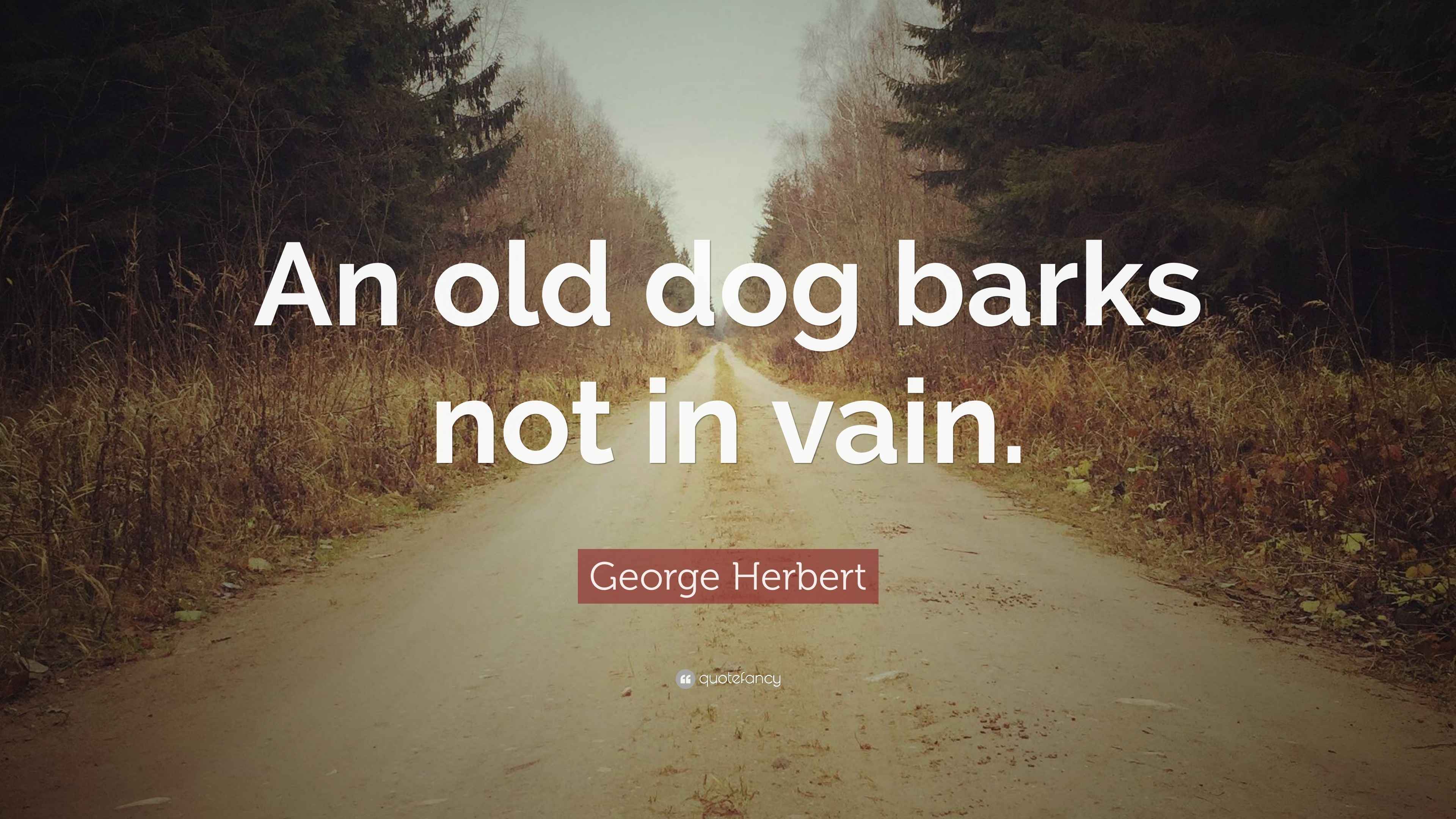 Herbert Quote “An old dog barks not in vain.”
