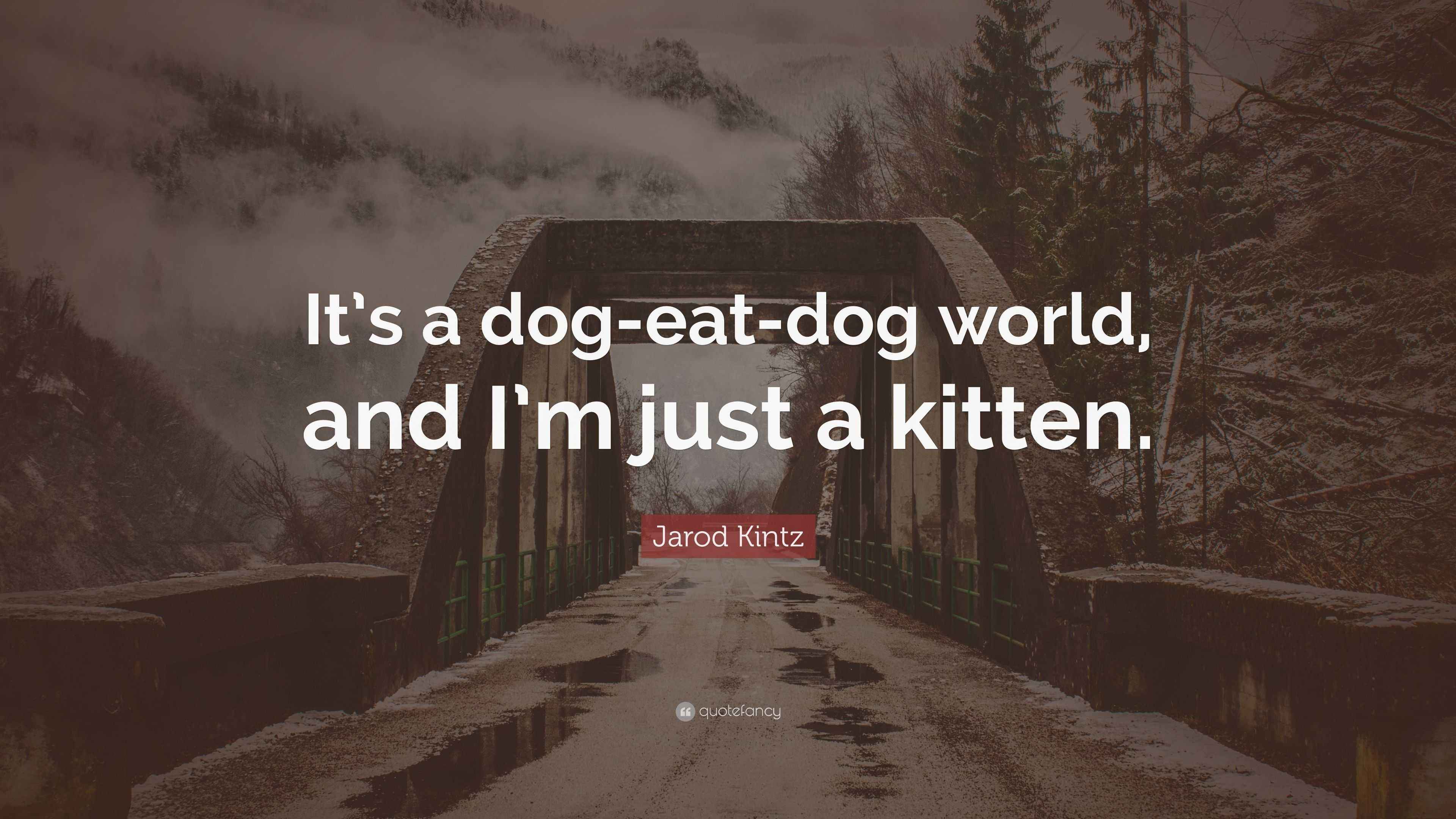 Jarod Kintz Quote “It’s a dogeatdog world, and I’m just a kitten.”