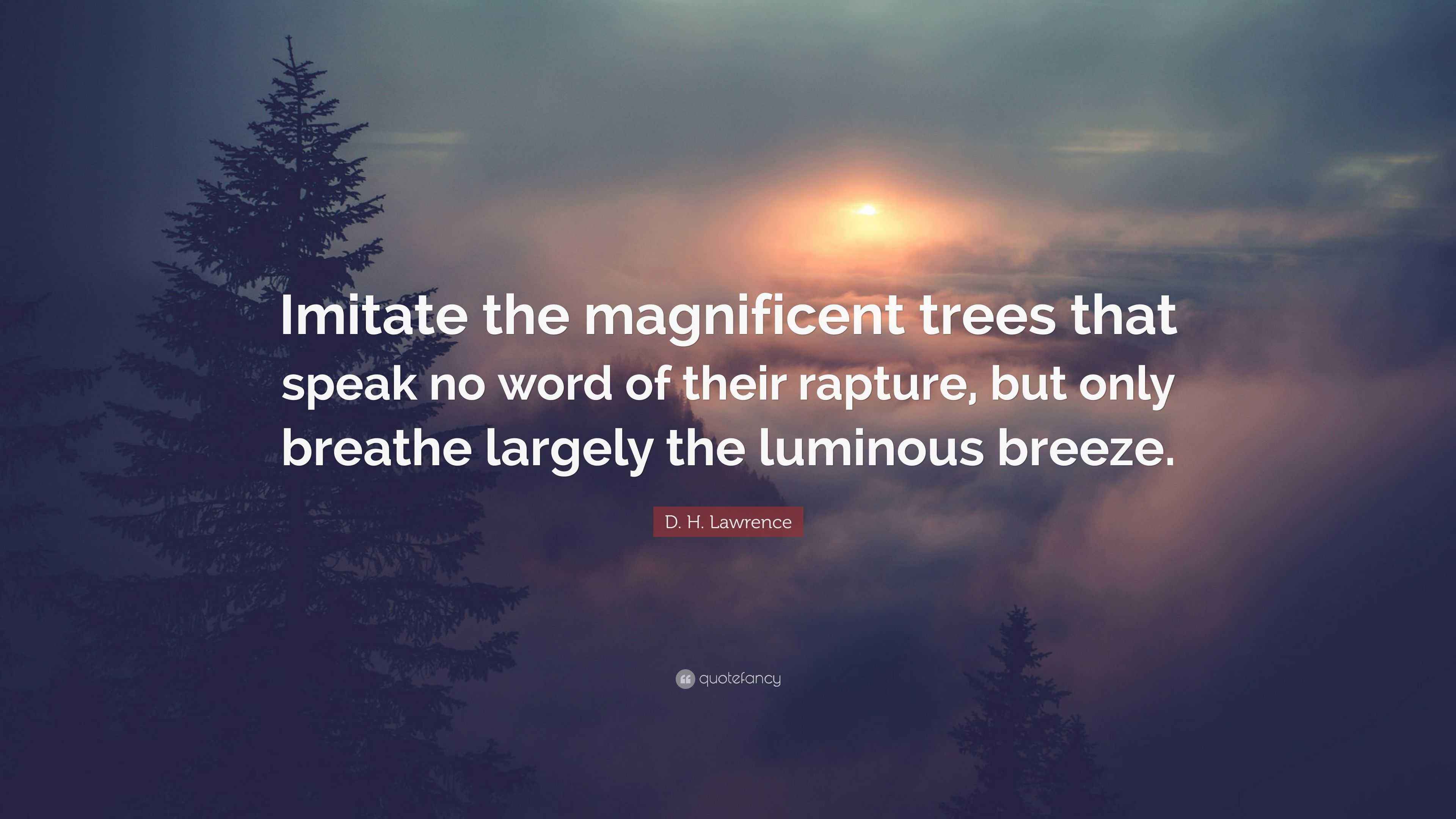 D. H. Lawrence Quote “Imitate the magnificent trees that speak no word