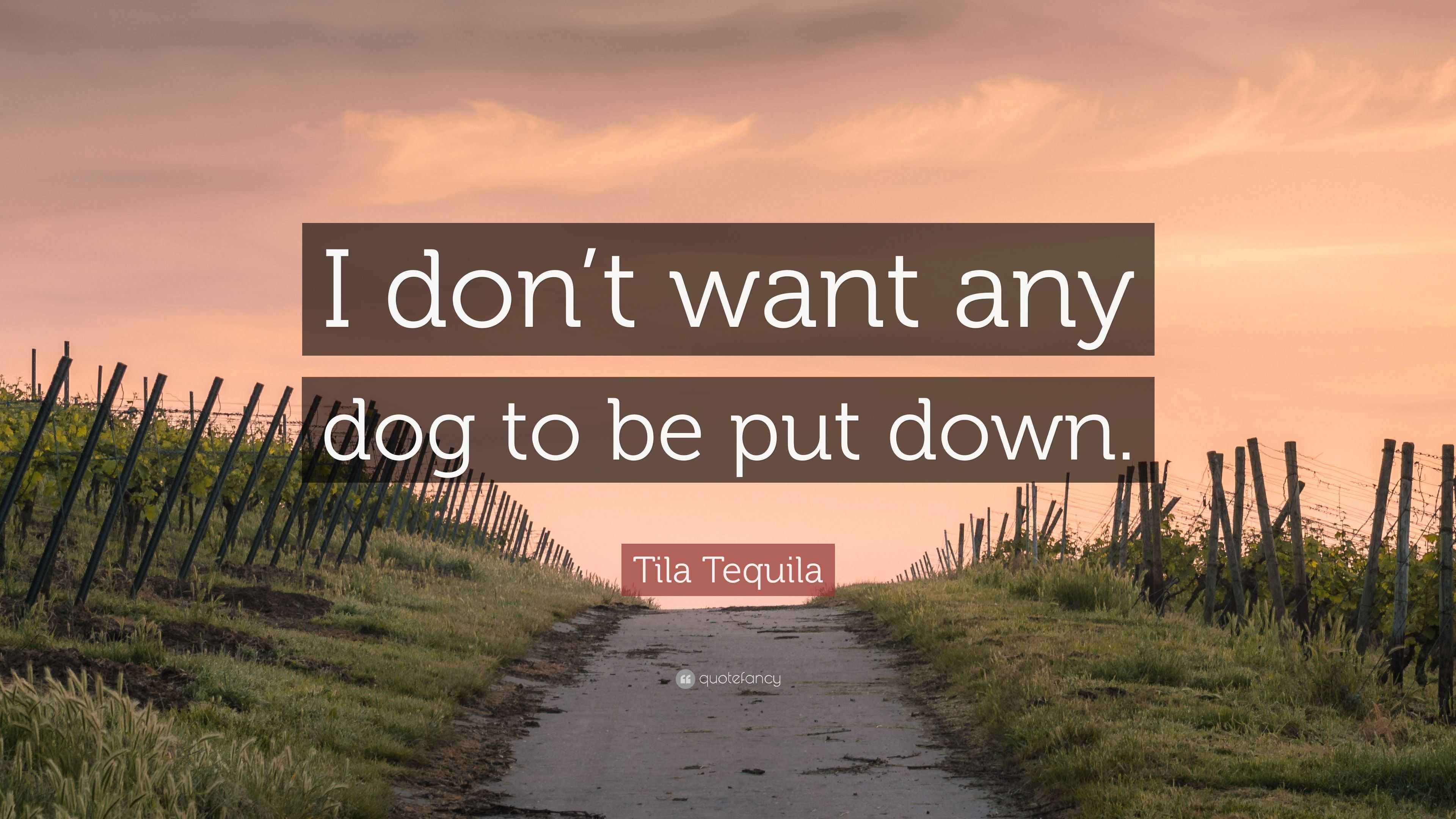 Tila Tequila Quote “I don’t want any dog to be put down.”