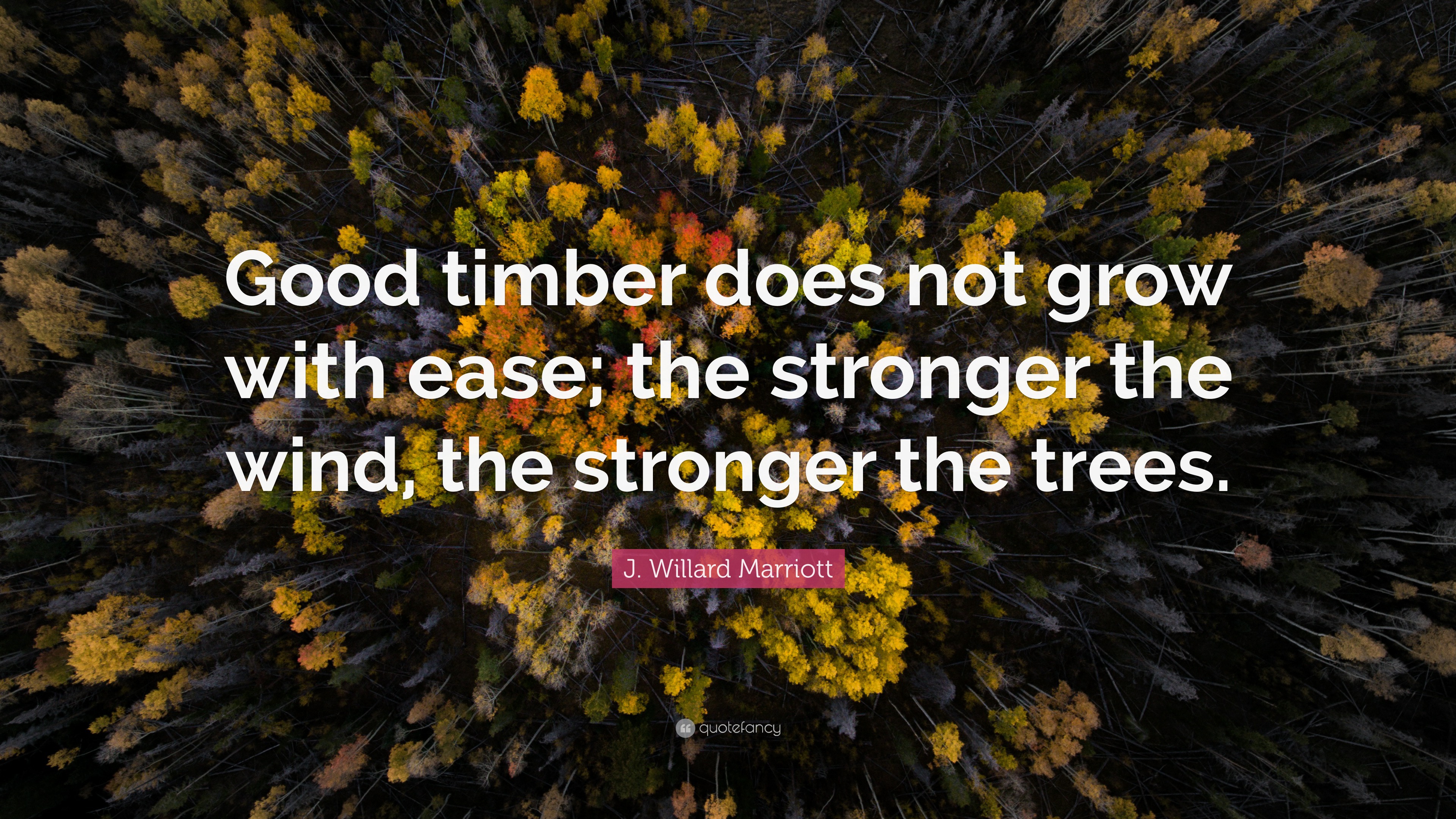 J. Willard Marriott Quote “Good timber does not grow with ease; the