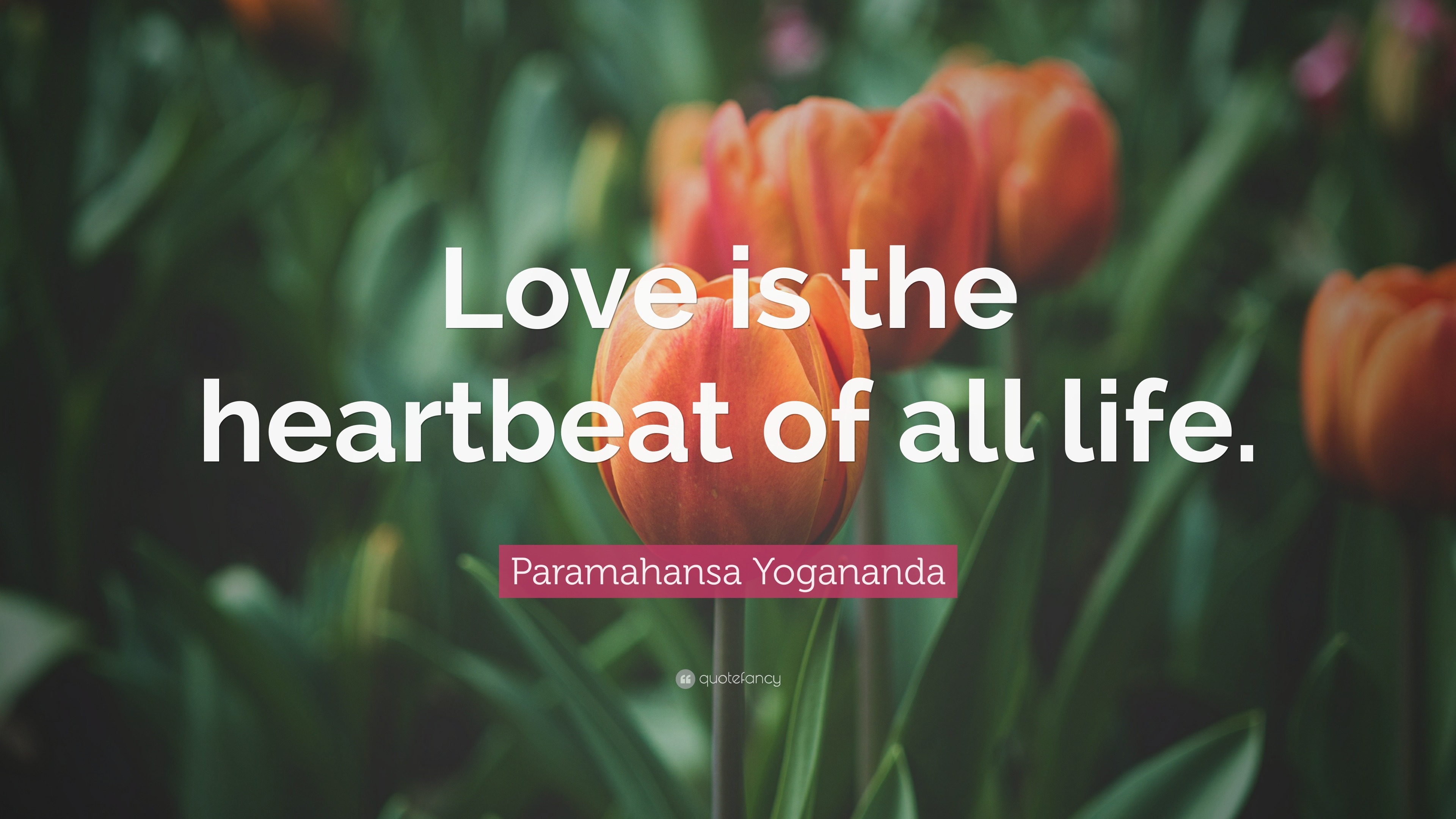 Paramahansa Yogananda Quote Love Is The Heartbeat Of All Life