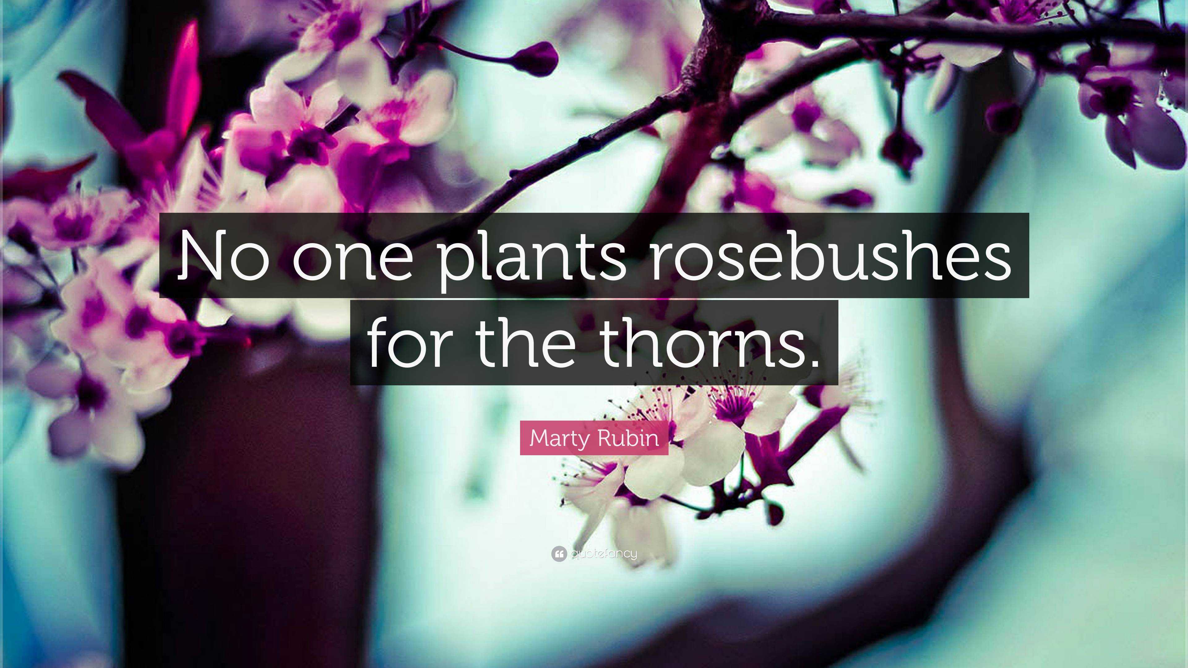 Marty Rubin Quote: “No one plants rosebushes for the thorns.”