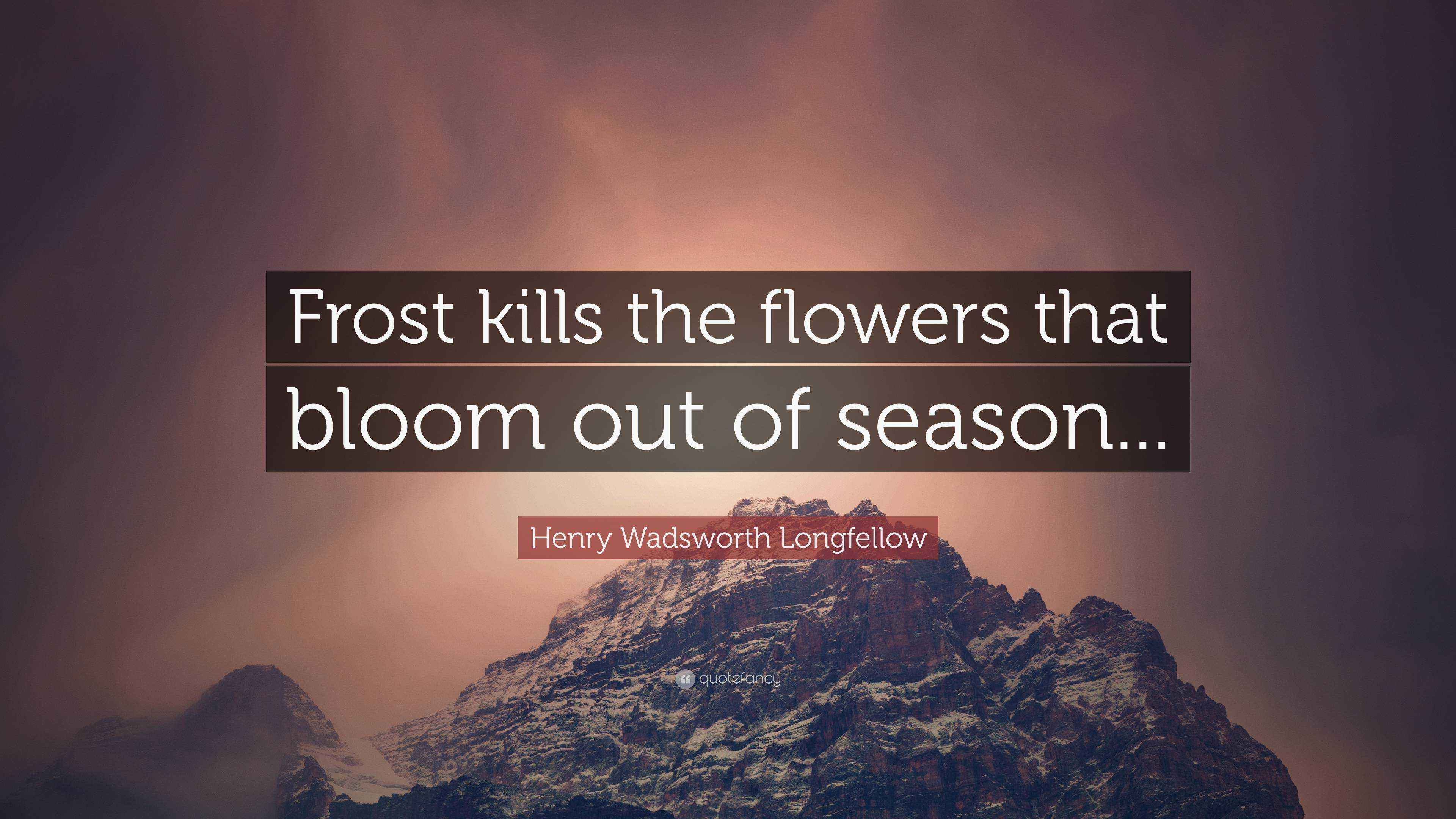 Henry Wadsworth Longfellow Quote “Frost kills the flowers that bloom