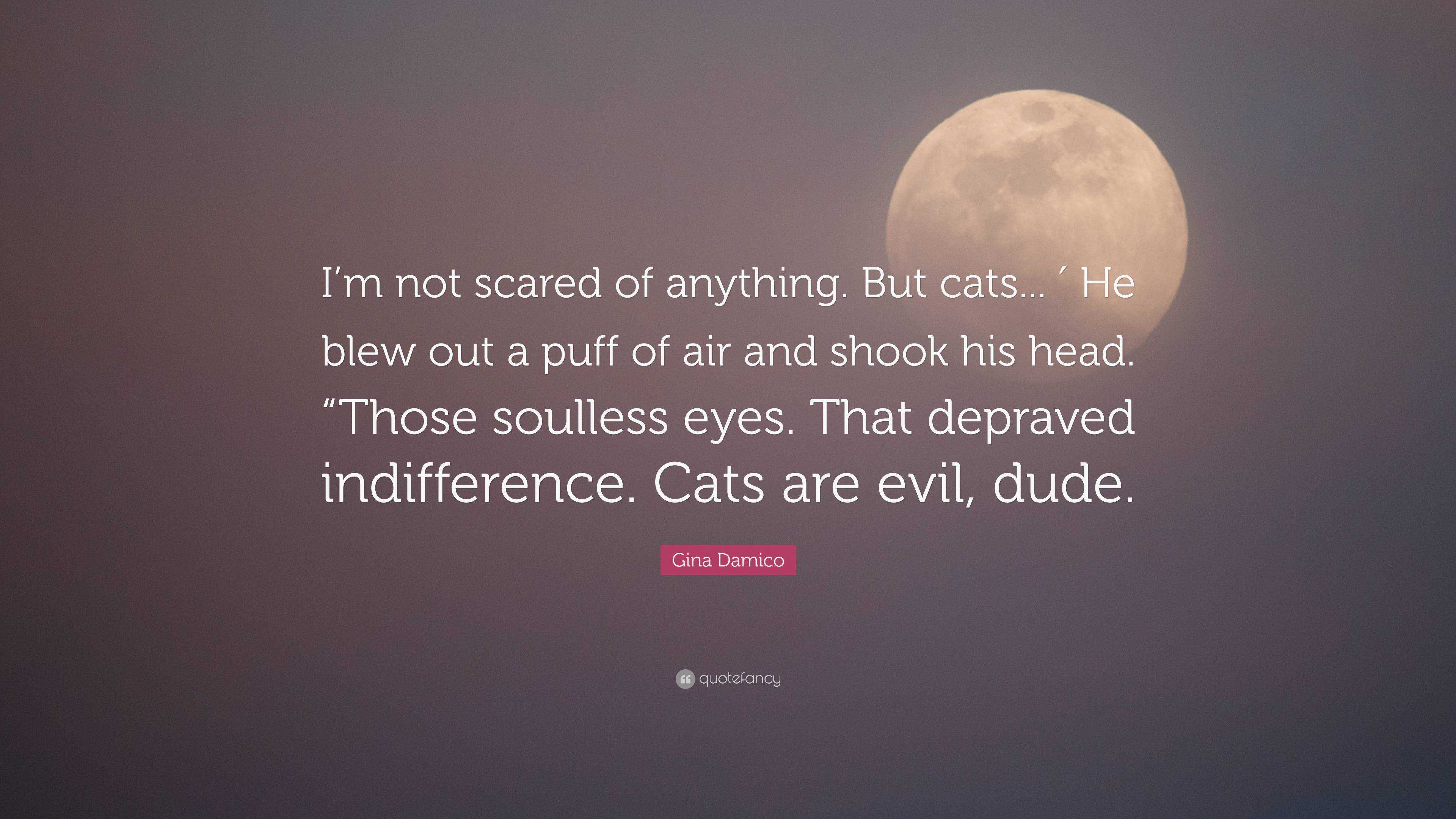 Gina Damico Quote: “i’m Not Scared Of Anything. But Cats ′ He Blew 