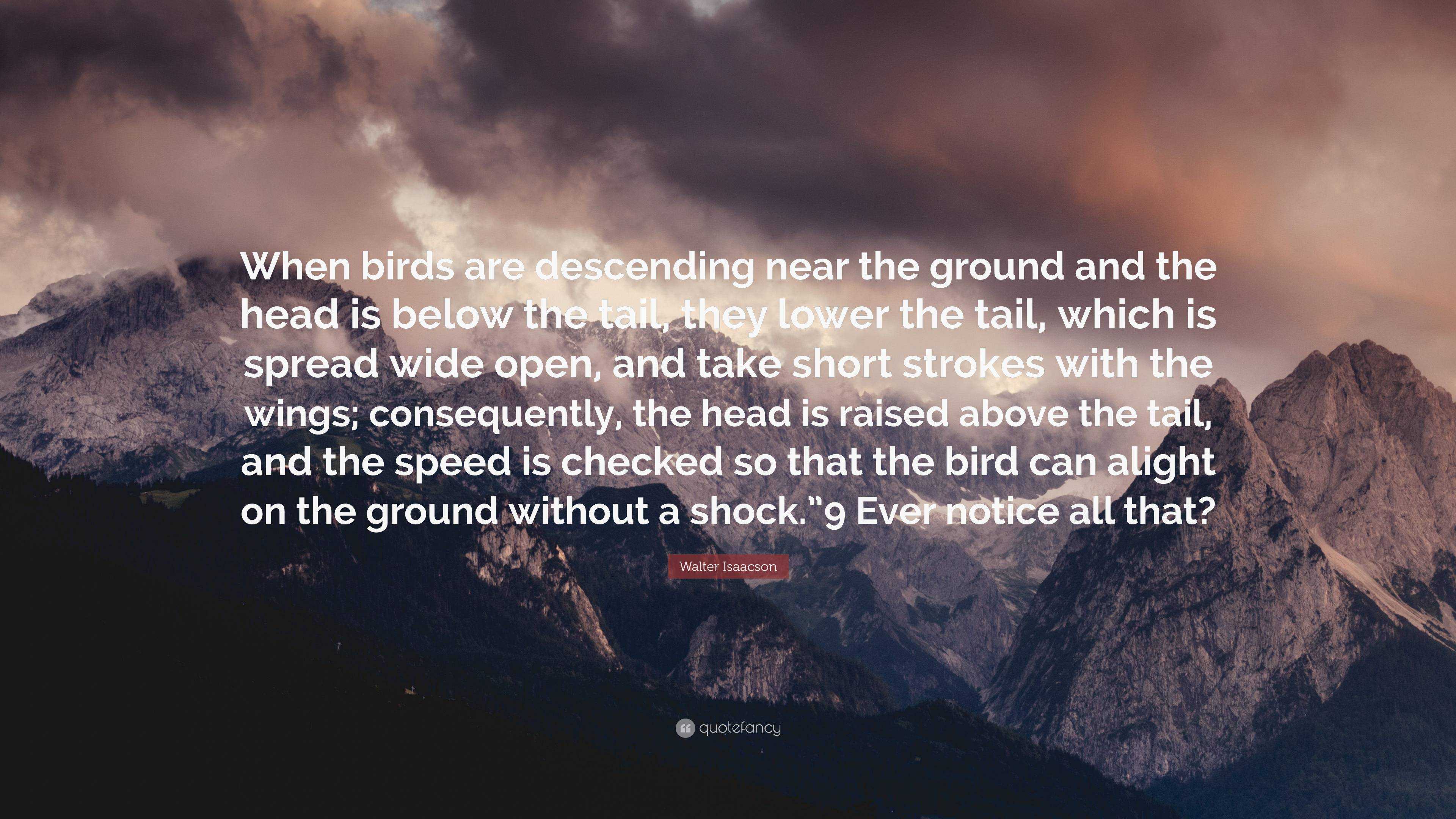 Walter Isaacson Quote: “When birds are descending near the ground and the  head is below the tail, they lower the tail, which is spread wide open...”