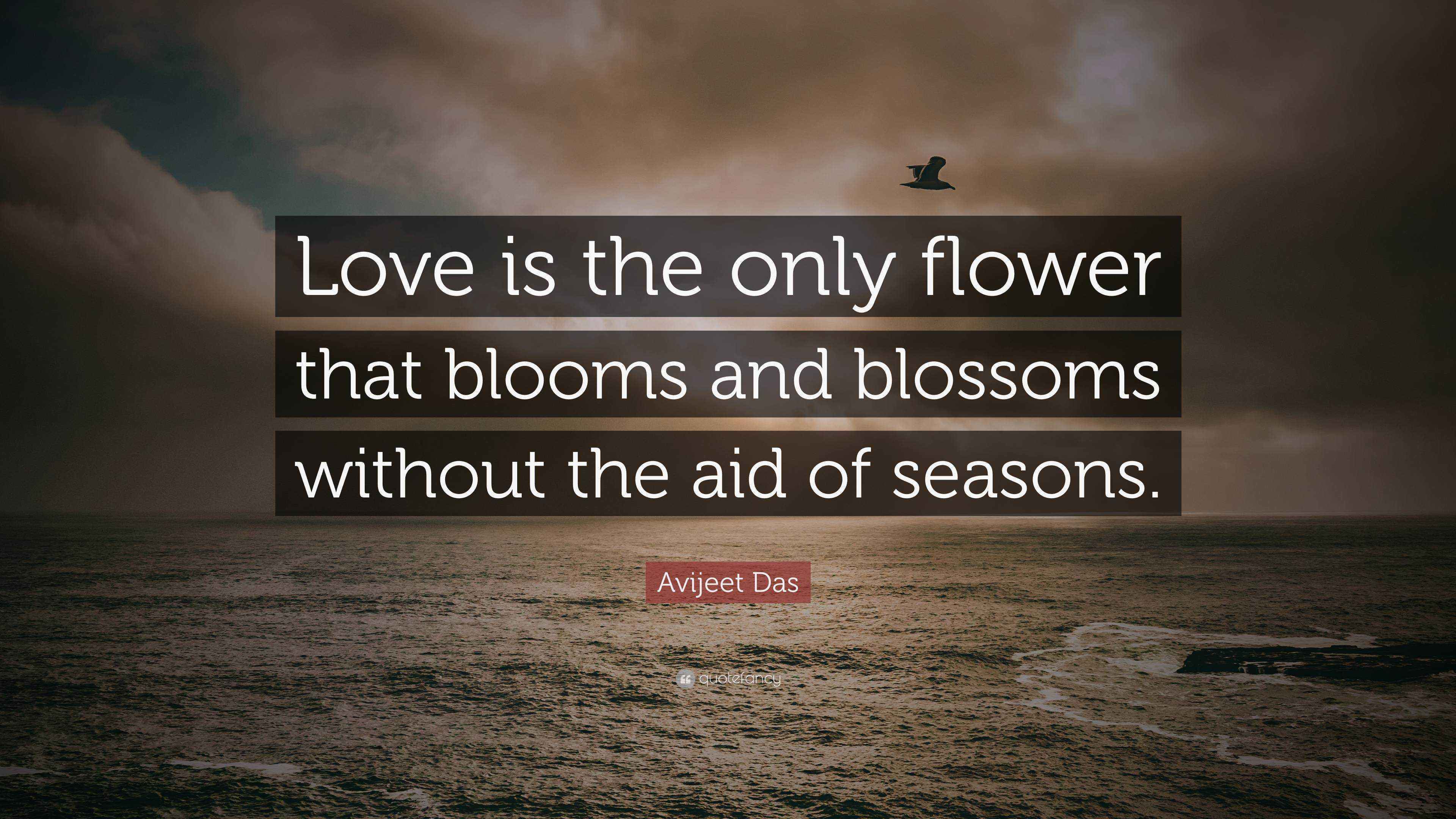 Avijeet Das Quote “Love is the only flower that blooms and blossoms