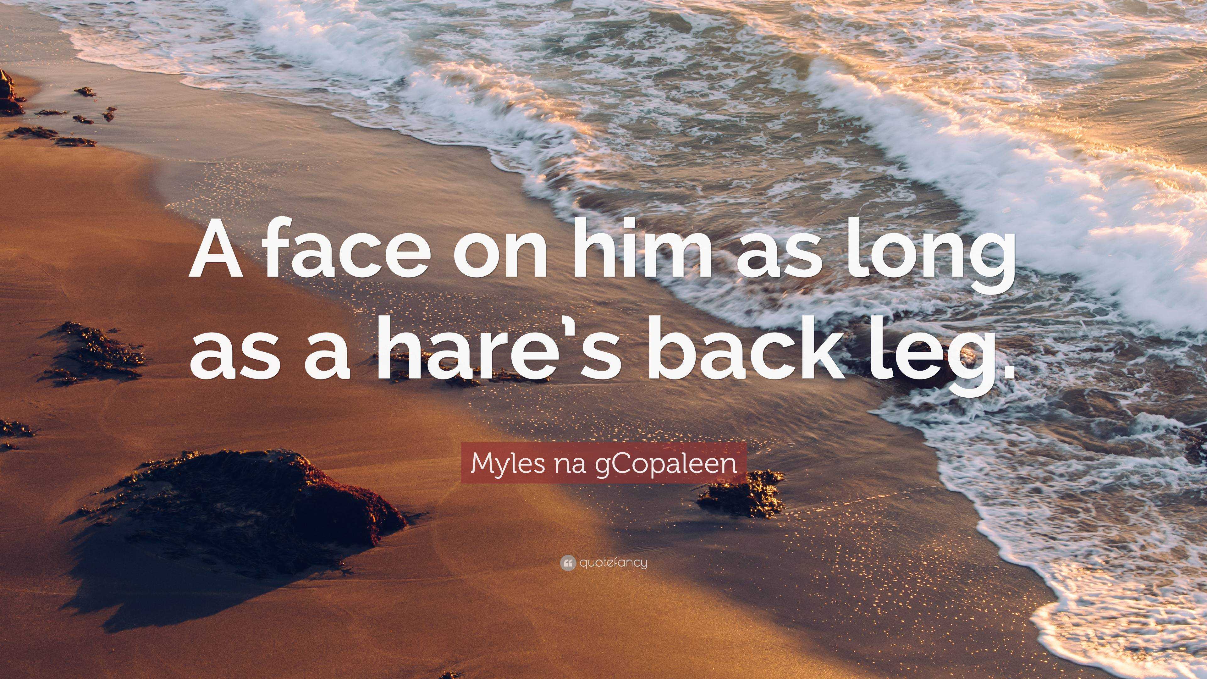 Myles na gCopaleen Quote: “A face on him as long as a hare’s back leg.”