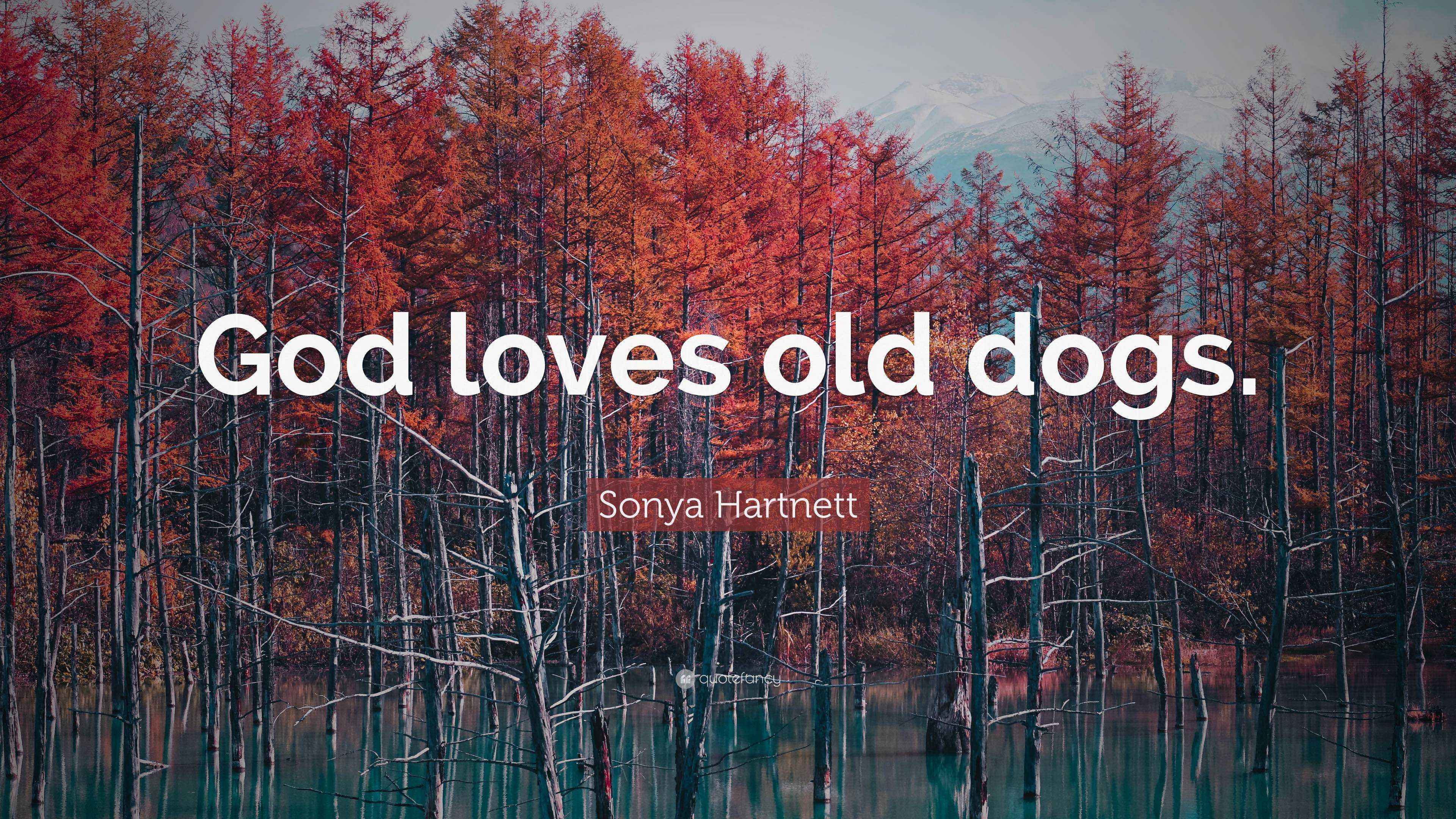 Sonya Quote “God loves old dogs.”