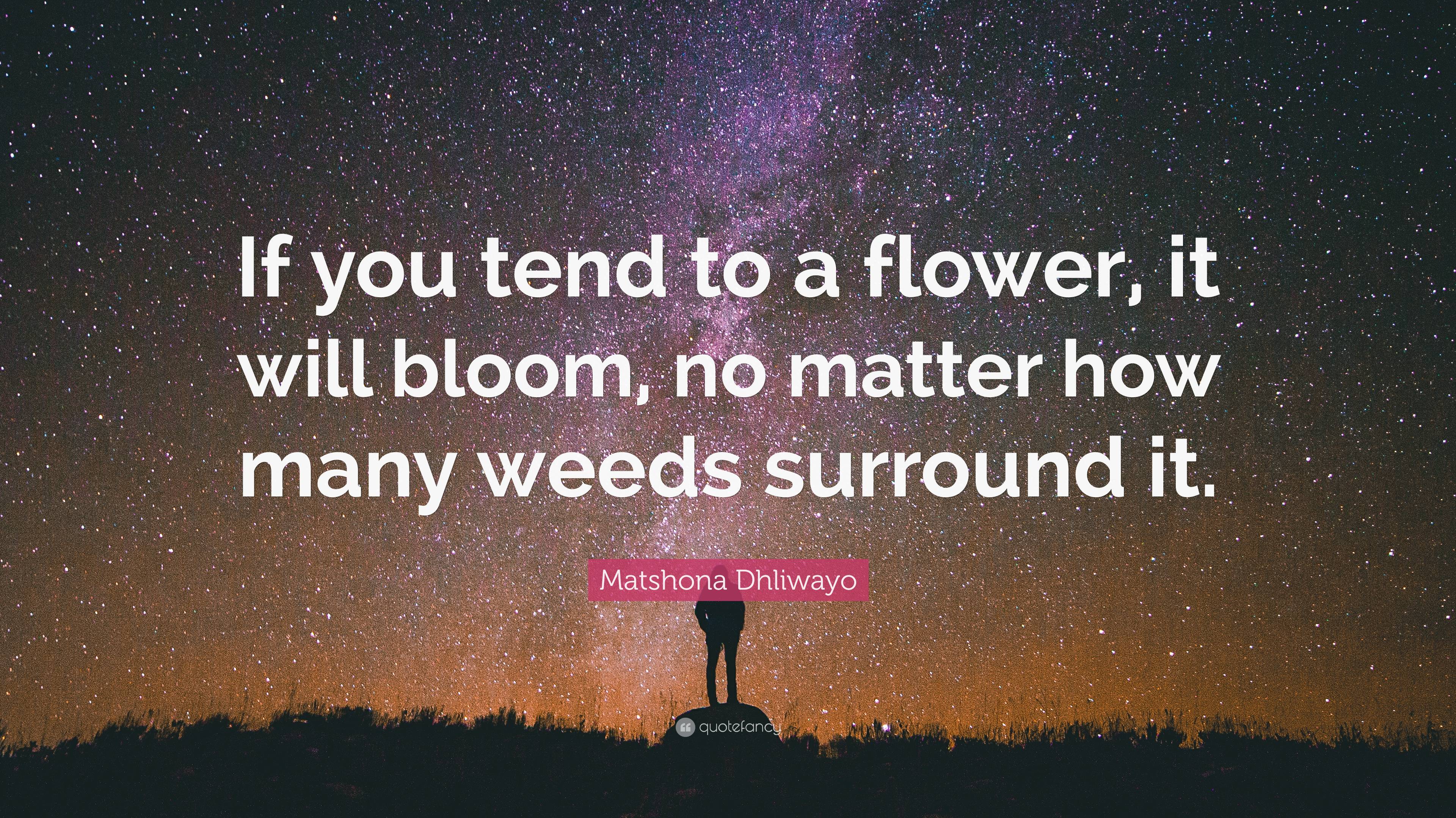 Matshona Dhliwayo Quote: “If you tend to a flower, it will bloom, no