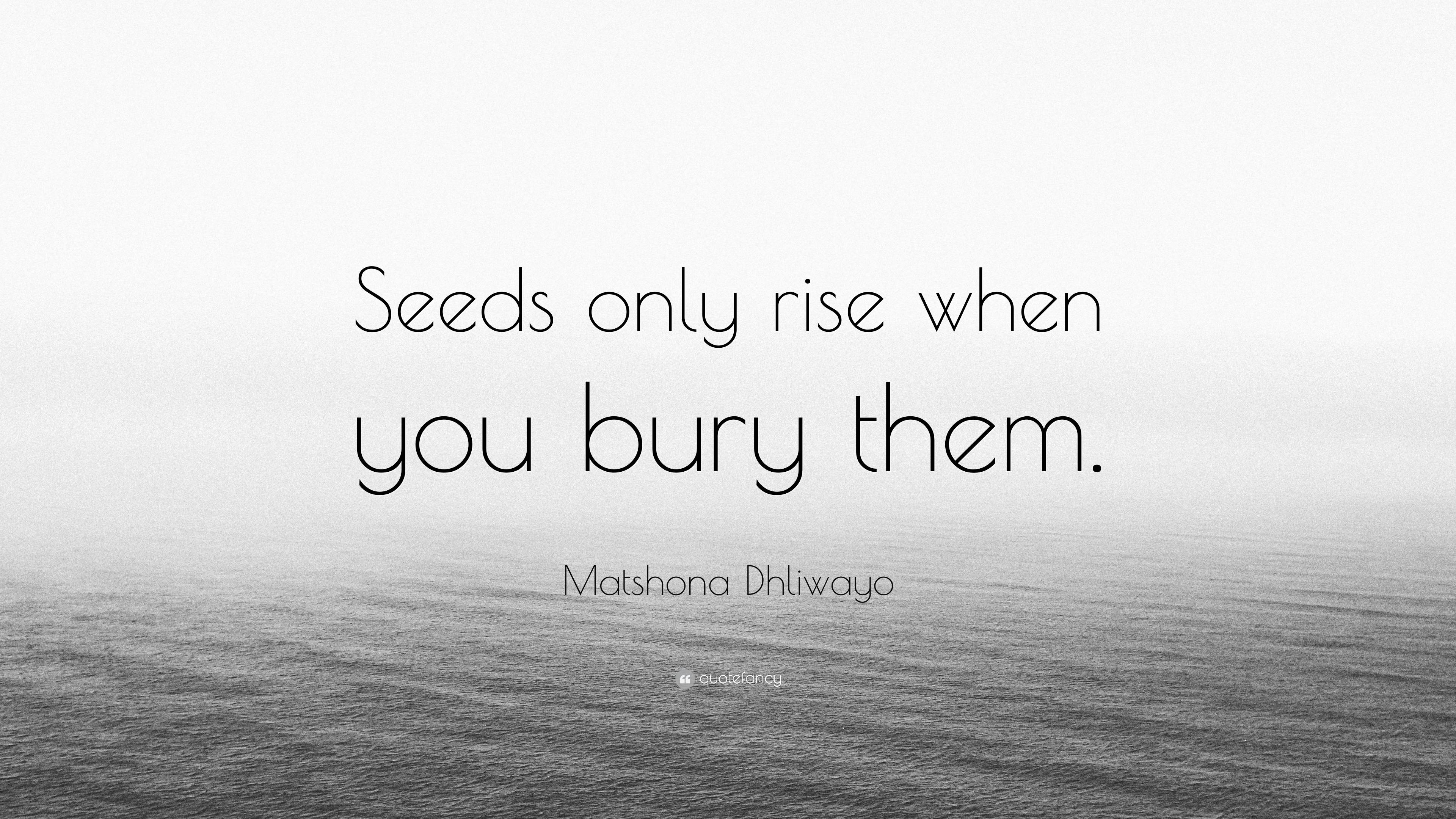 Matshona Dhliwayo Quote Seeds Only Rise When You Bury Them”