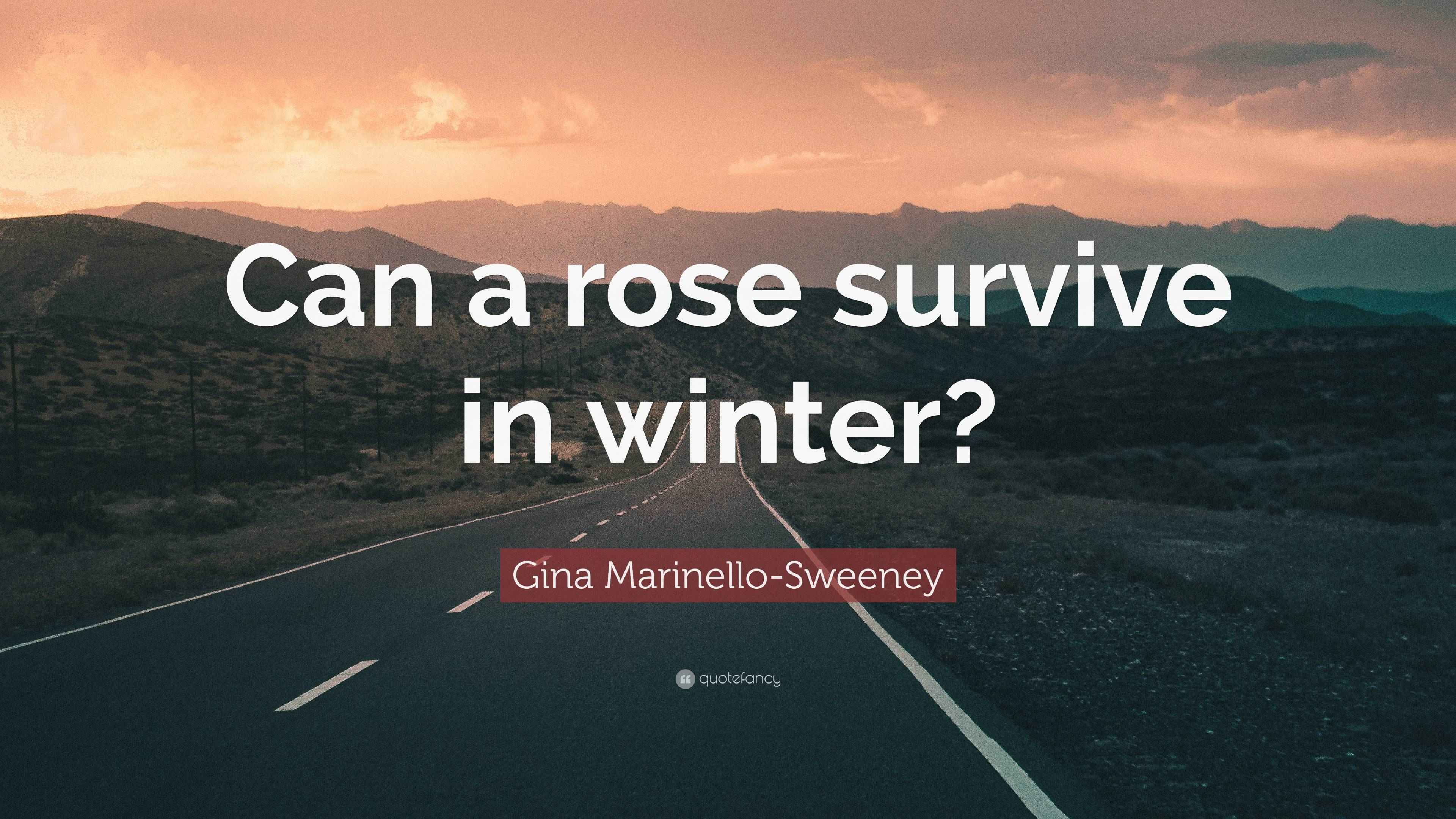 Gina MarinelloSweeney Quote “Can a rose survive in winter?”