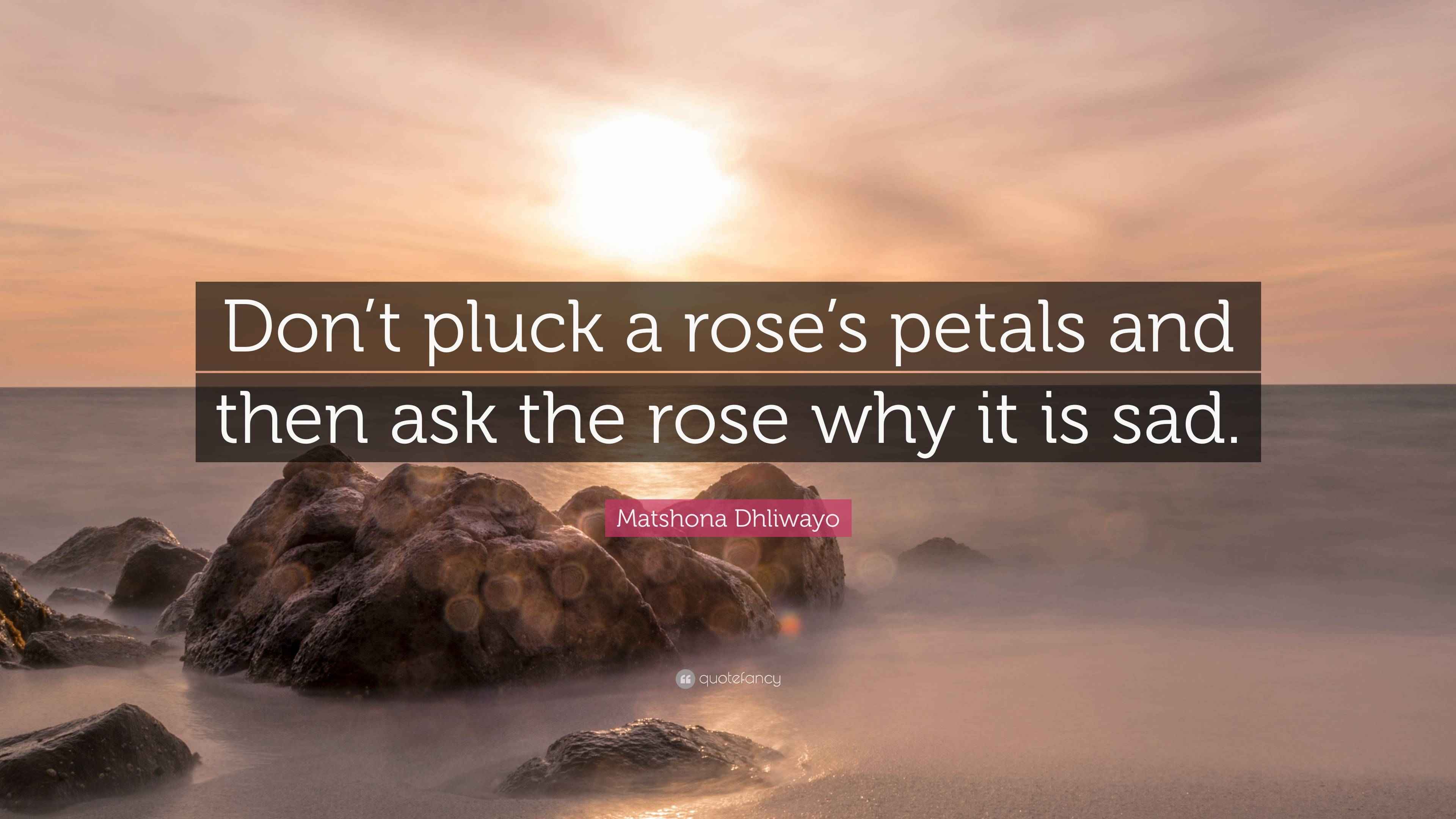 Matshona Dhliwayo Quote: “Don’t pluck a rose’s petals and then ask the ...