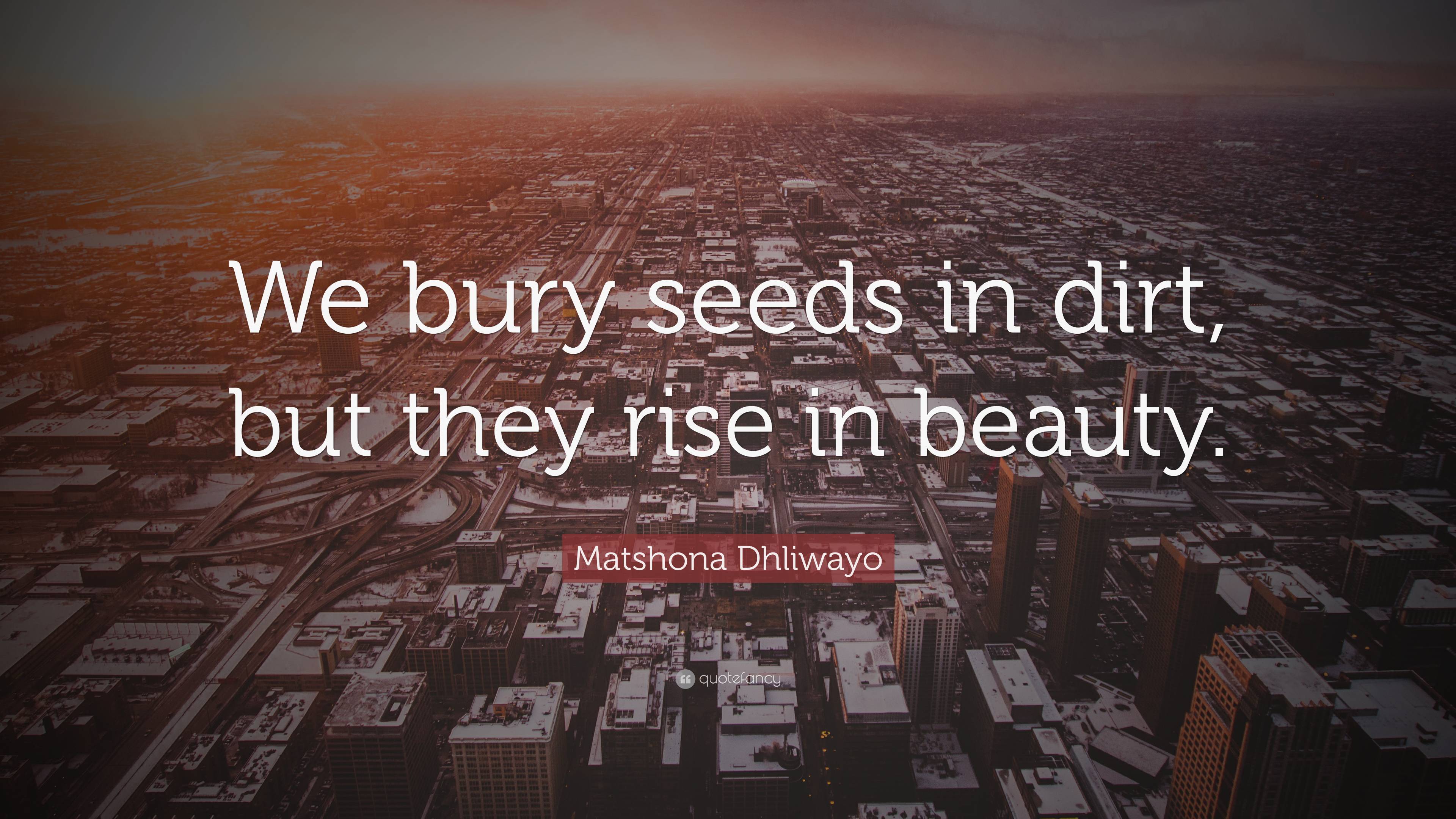 Matshona Dhliwayo Quote We Bury Seeds In Dirt But They Rise In Beauty”