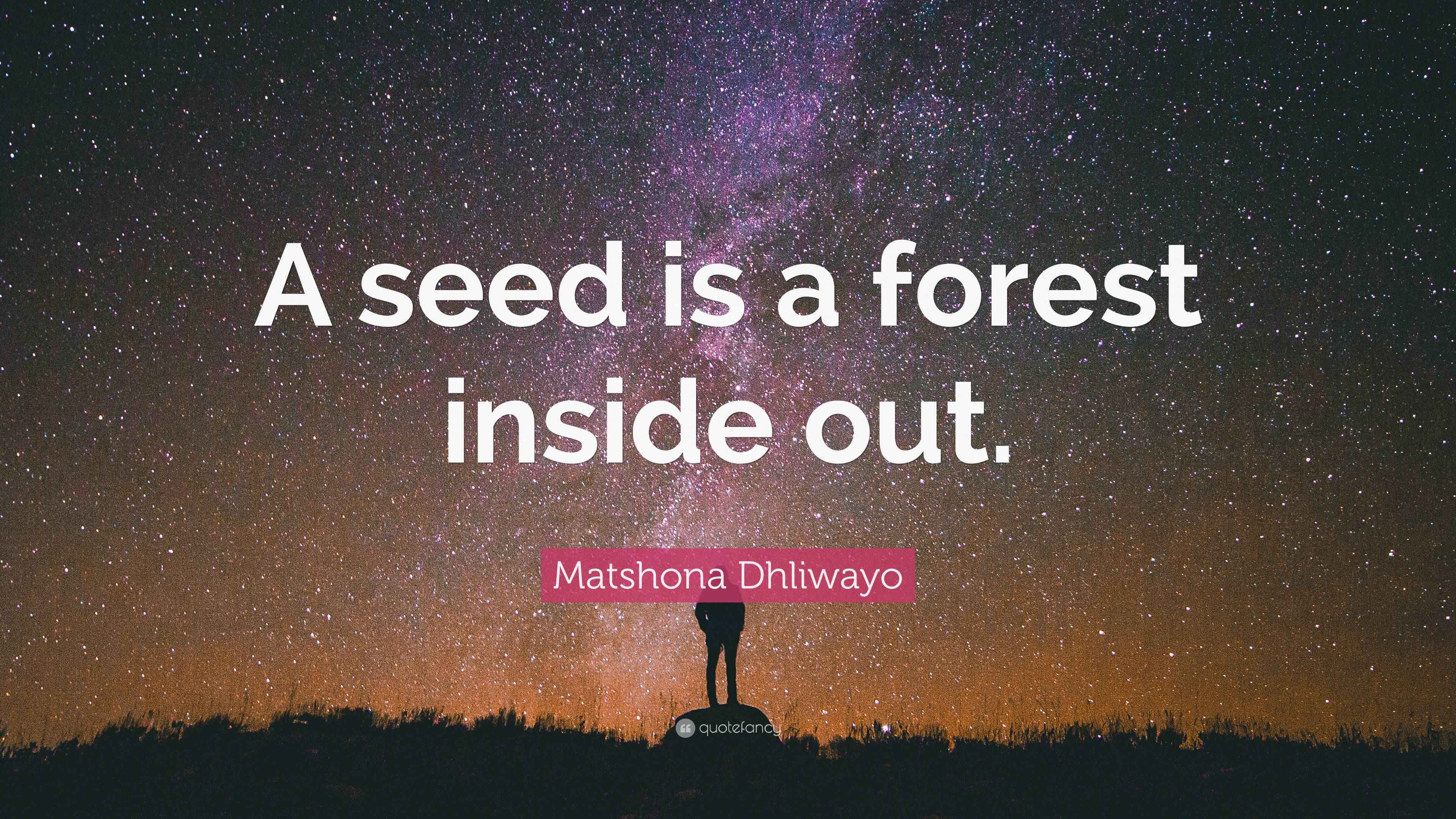 Matshona Dhliwayo Quote: “A seed is a forest inside out.”