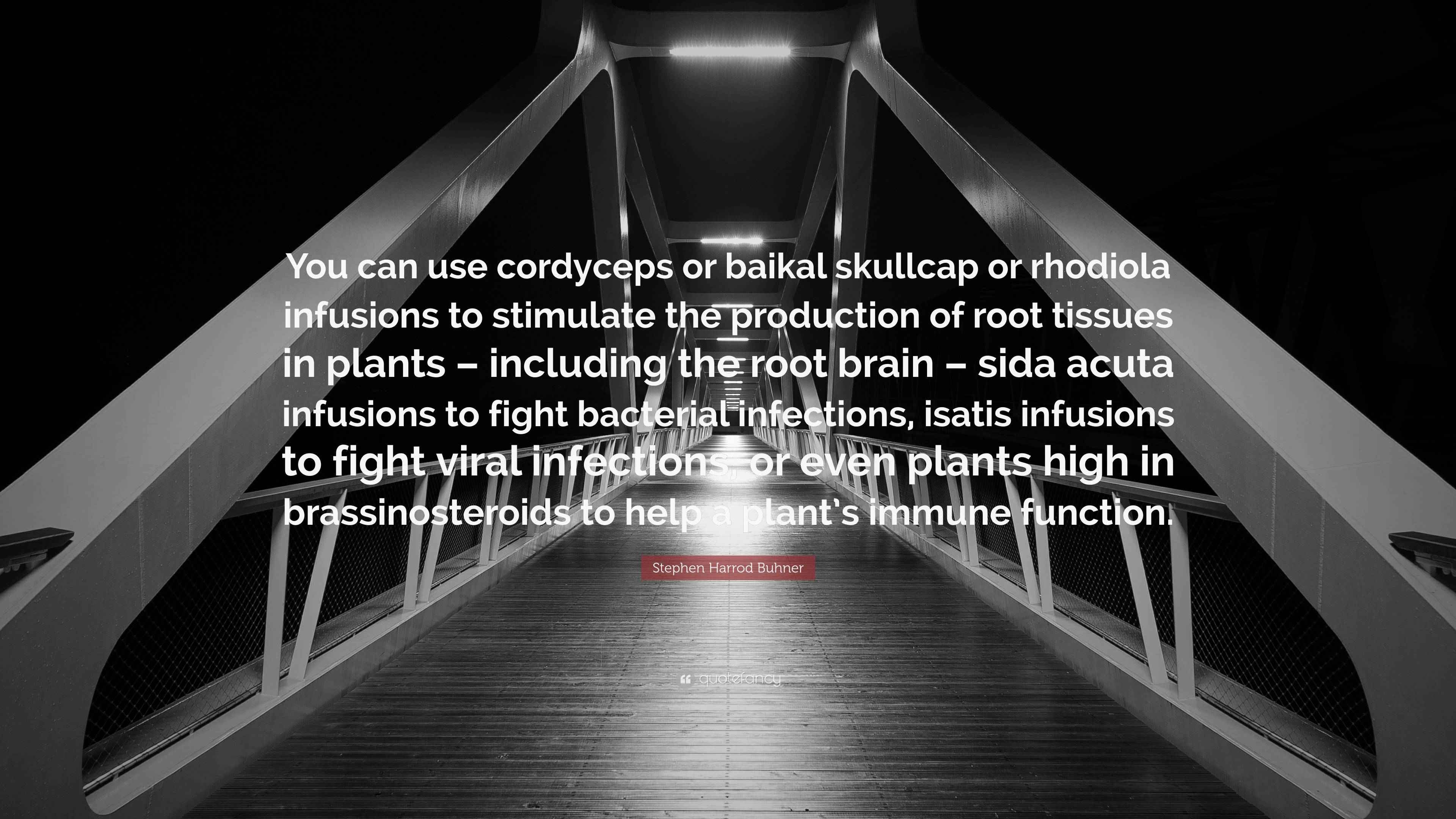 Stephen Harrod Buhner Quote: “You can use cordyceps or baikal skullcap ...