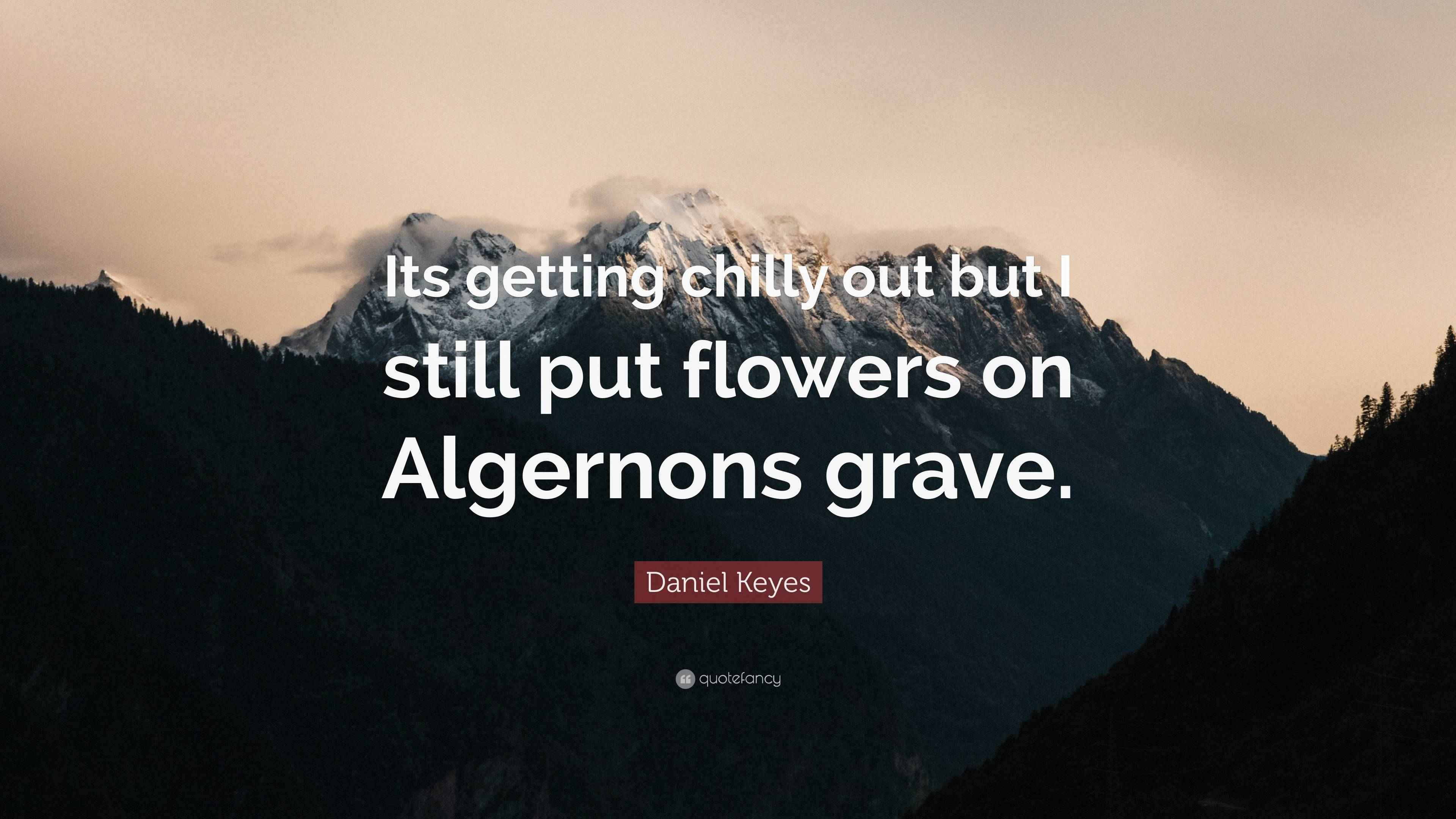 Daniel Keyes Quote “Its getting chilly out but I still put flowers on Algernons grave.”