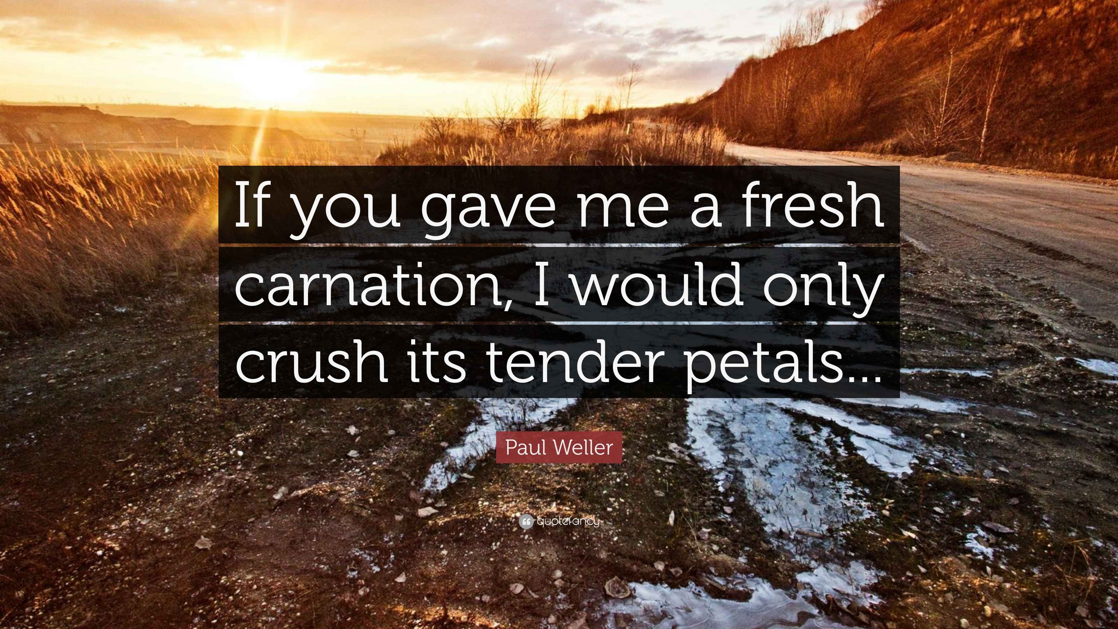 Paul Weller Quote “If you gave me a fresh carnation, I would only crush its tender petals...”