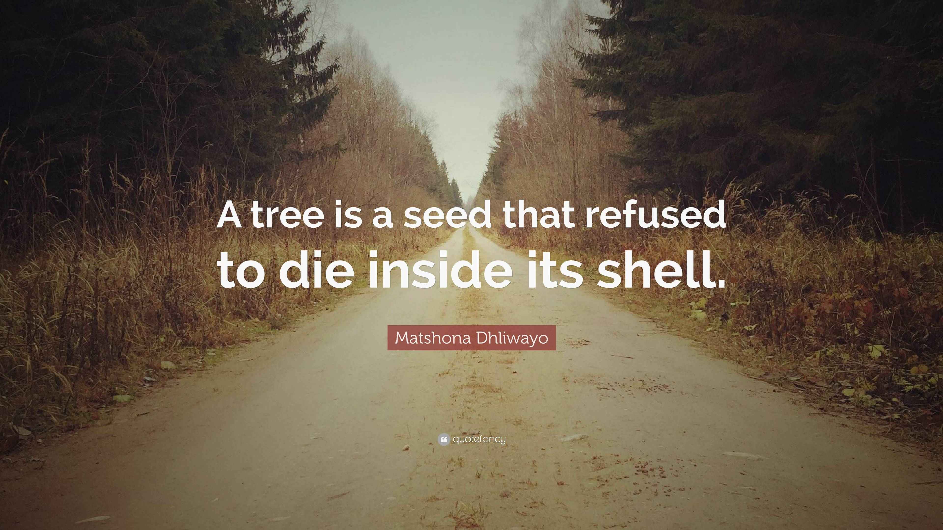 Matshona Dhliwayo Quote: “A tree is a seed that refused to die inside ...