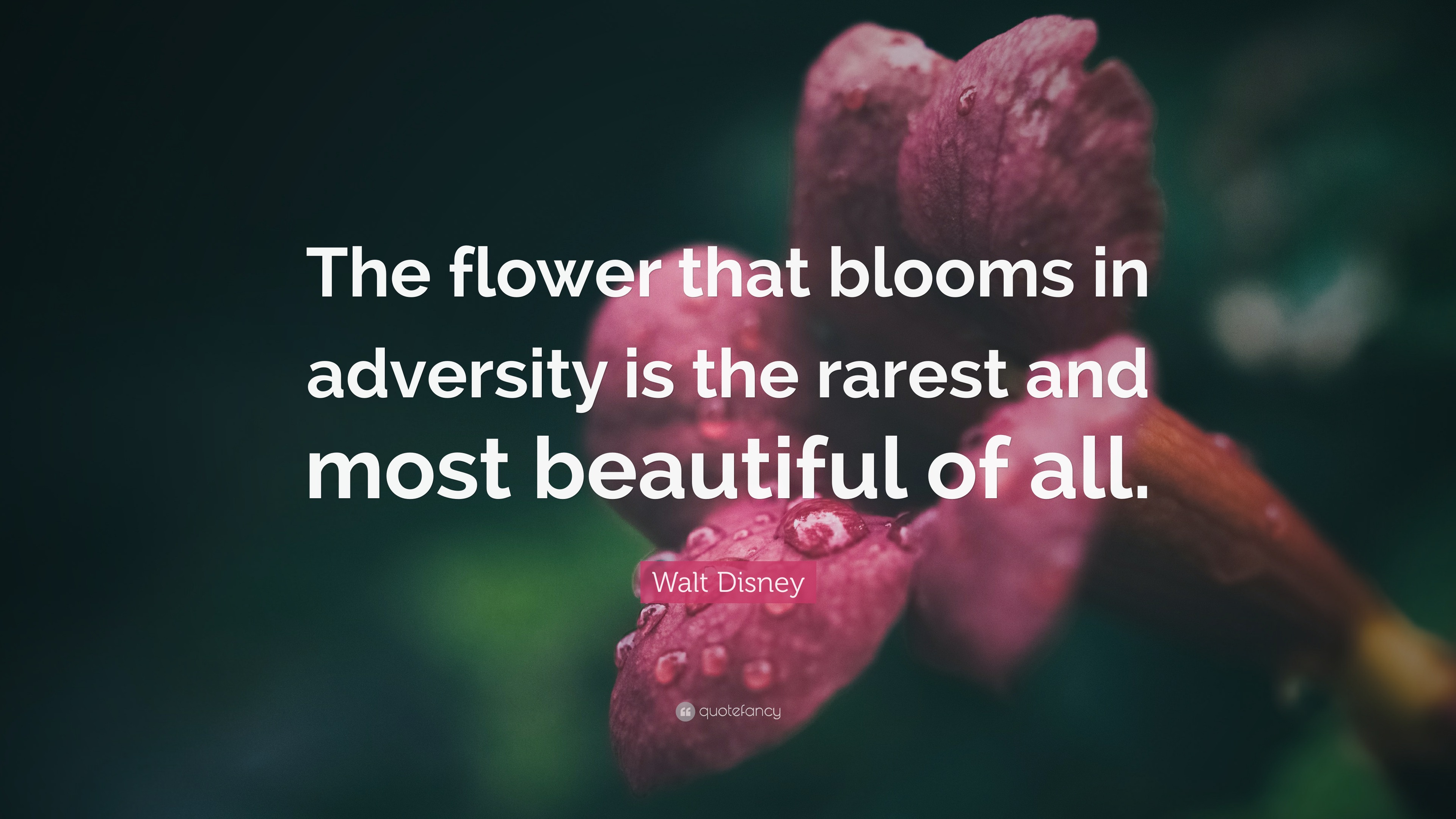 Walt Disney Quote “The flower that blooms in adversity is the rarest
