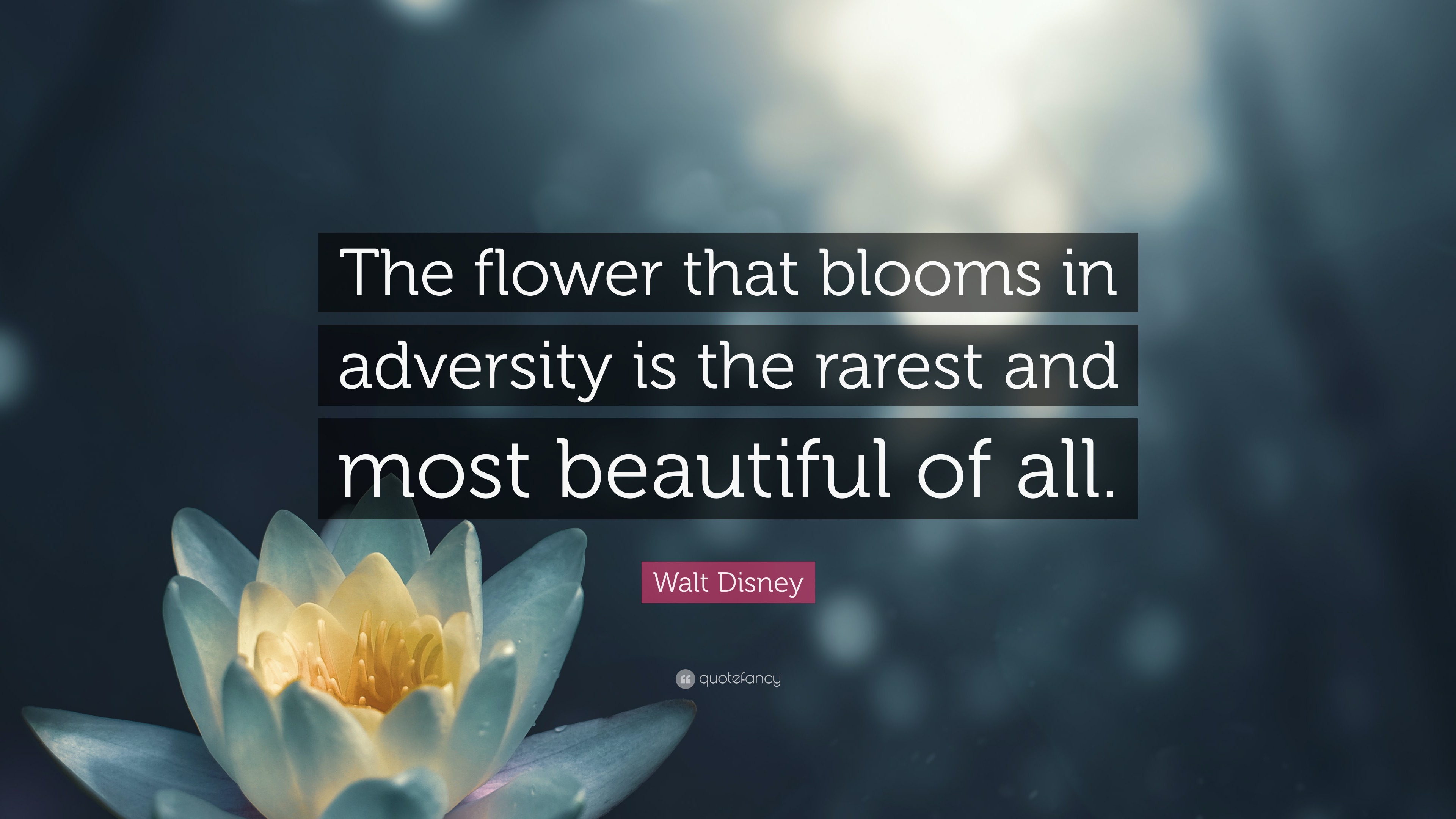 Walt Disney Quote “The flower that blooms in adversity is the rarest