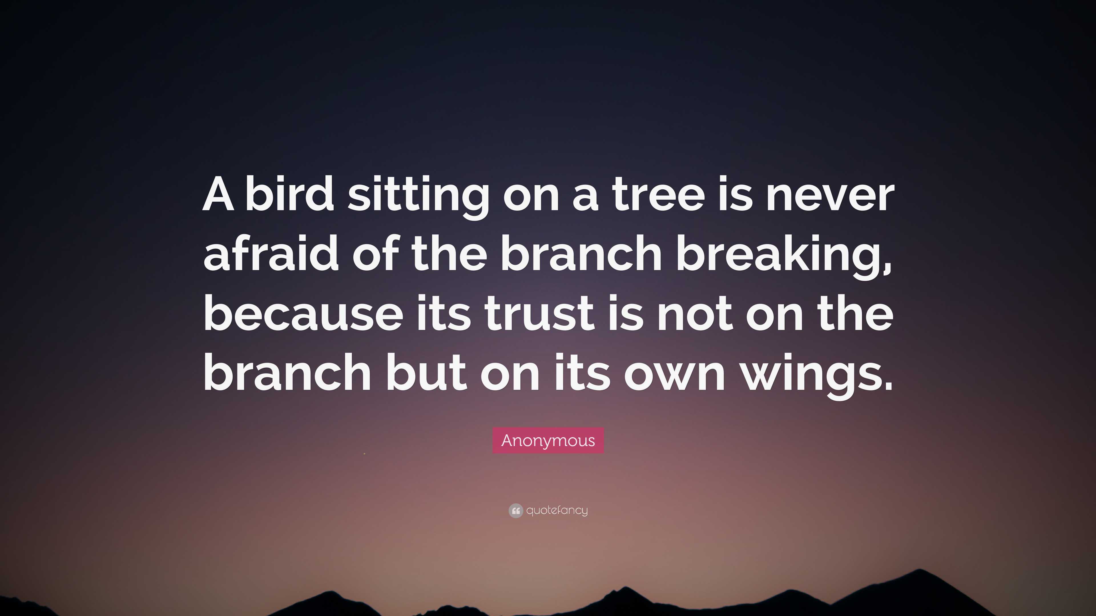 Anonymous Quote: “A bird sitting on a tree is never afraid of the