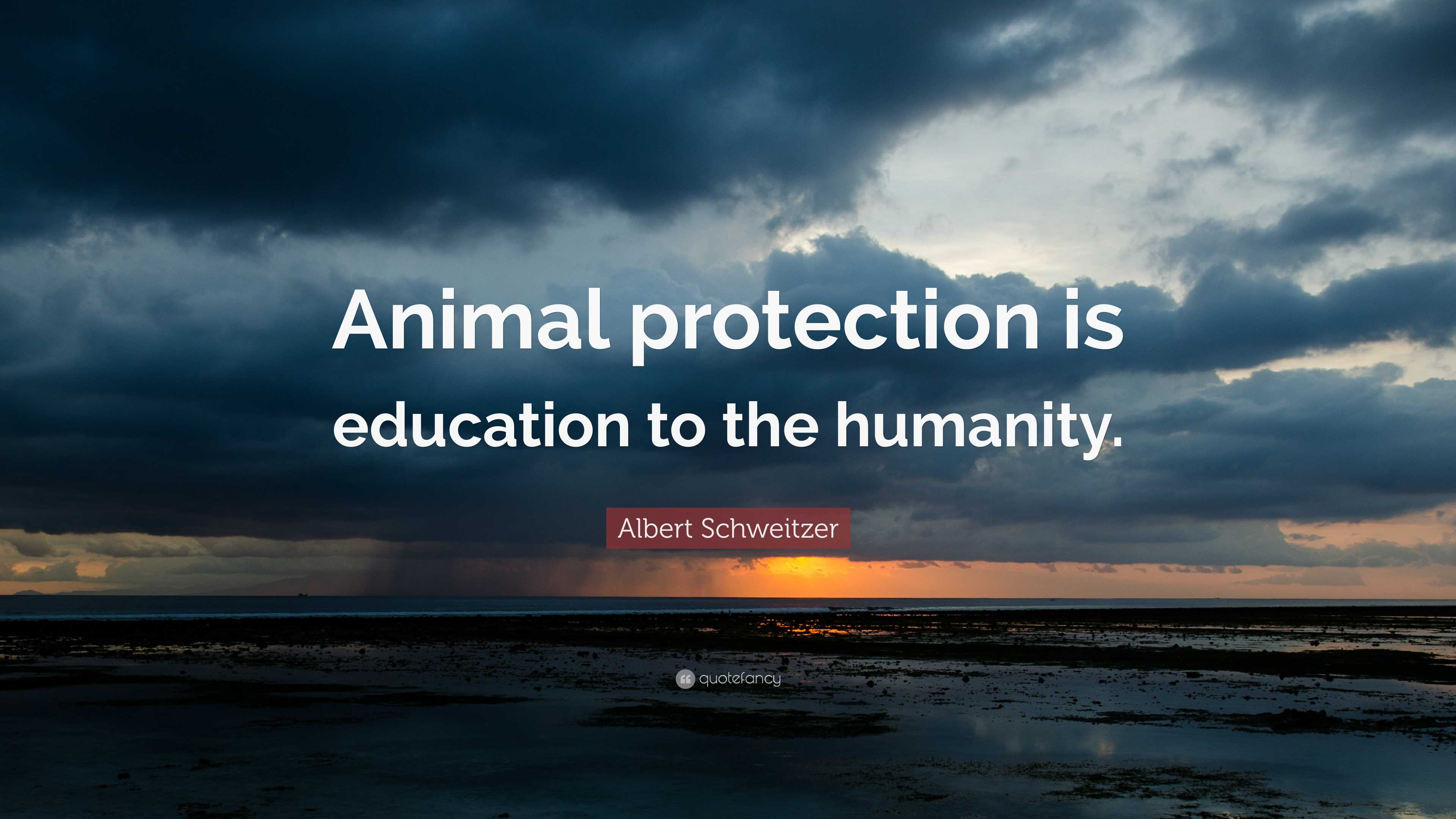 Albert Schweitzer Quote: “Animal protection is education to the humanity.”