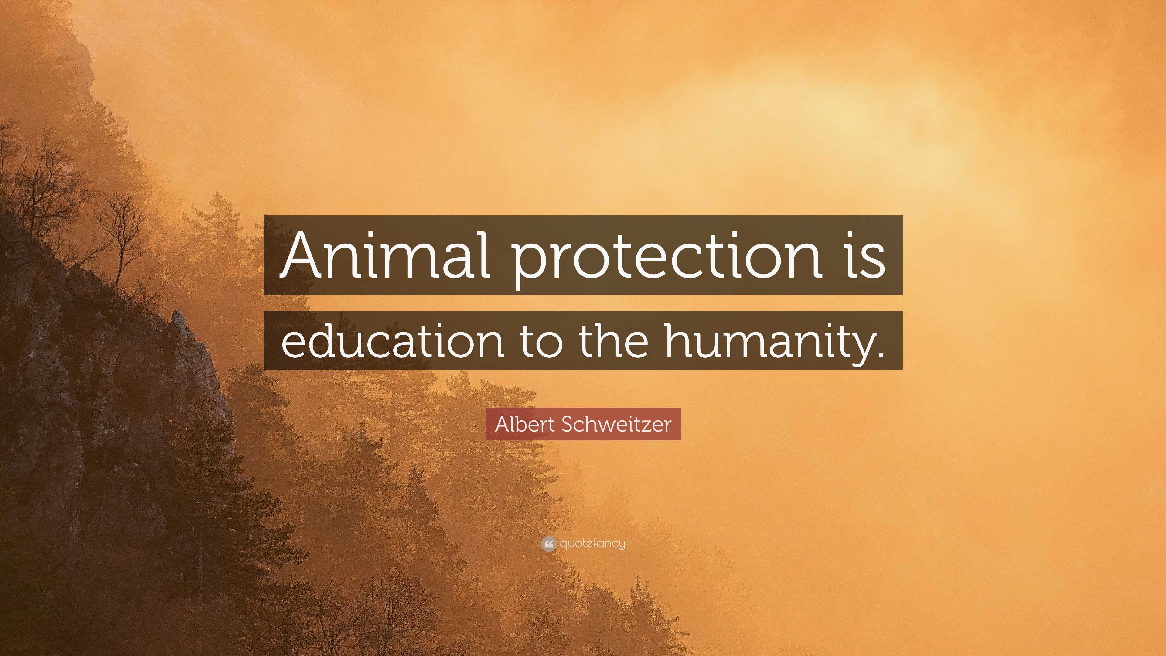 Albert Schweitzer Quote: “Animal protection is education to the humanity.”