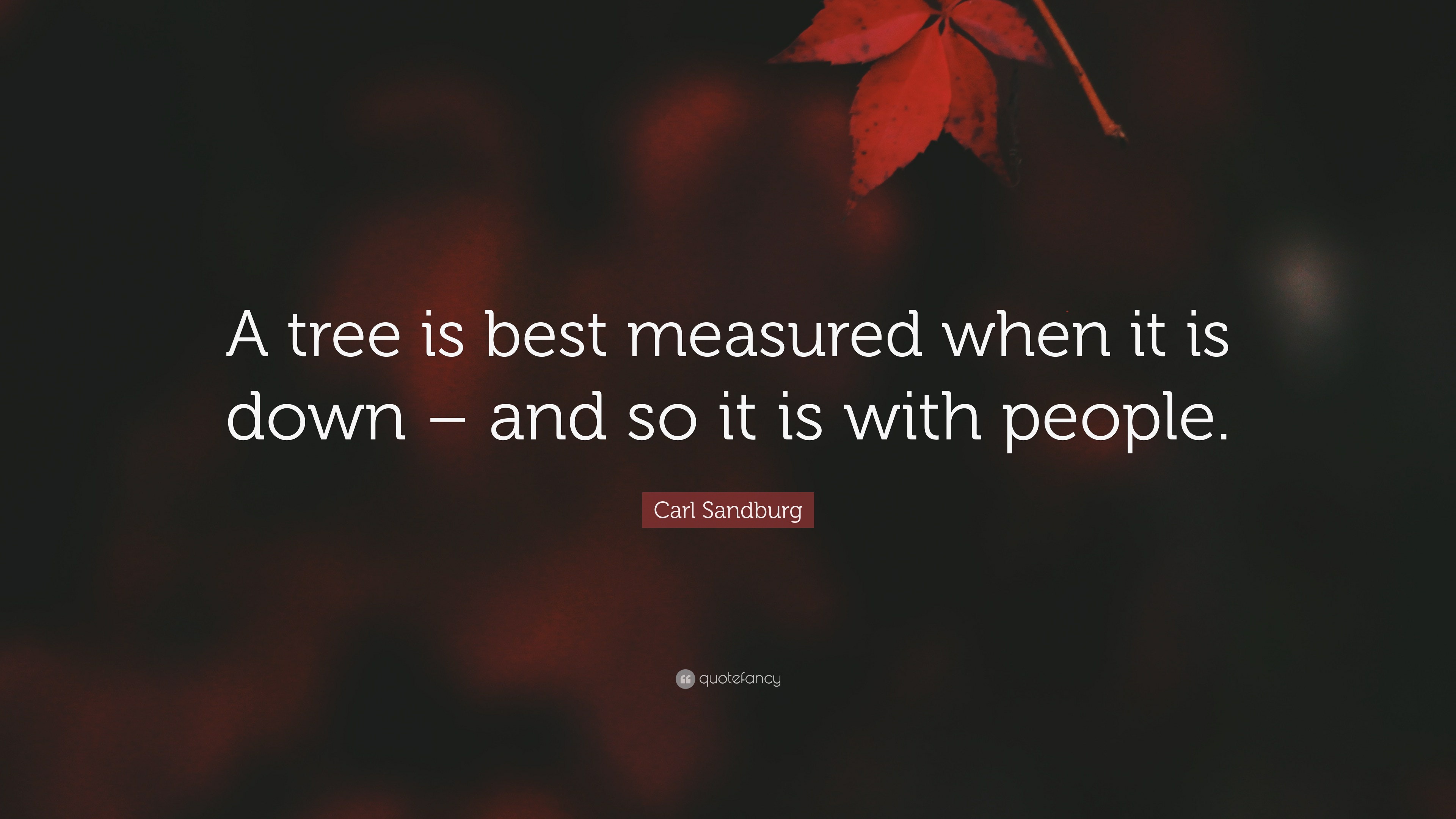 Carl Sandburg Quote: “A tree is best measured when it is down – and so ...