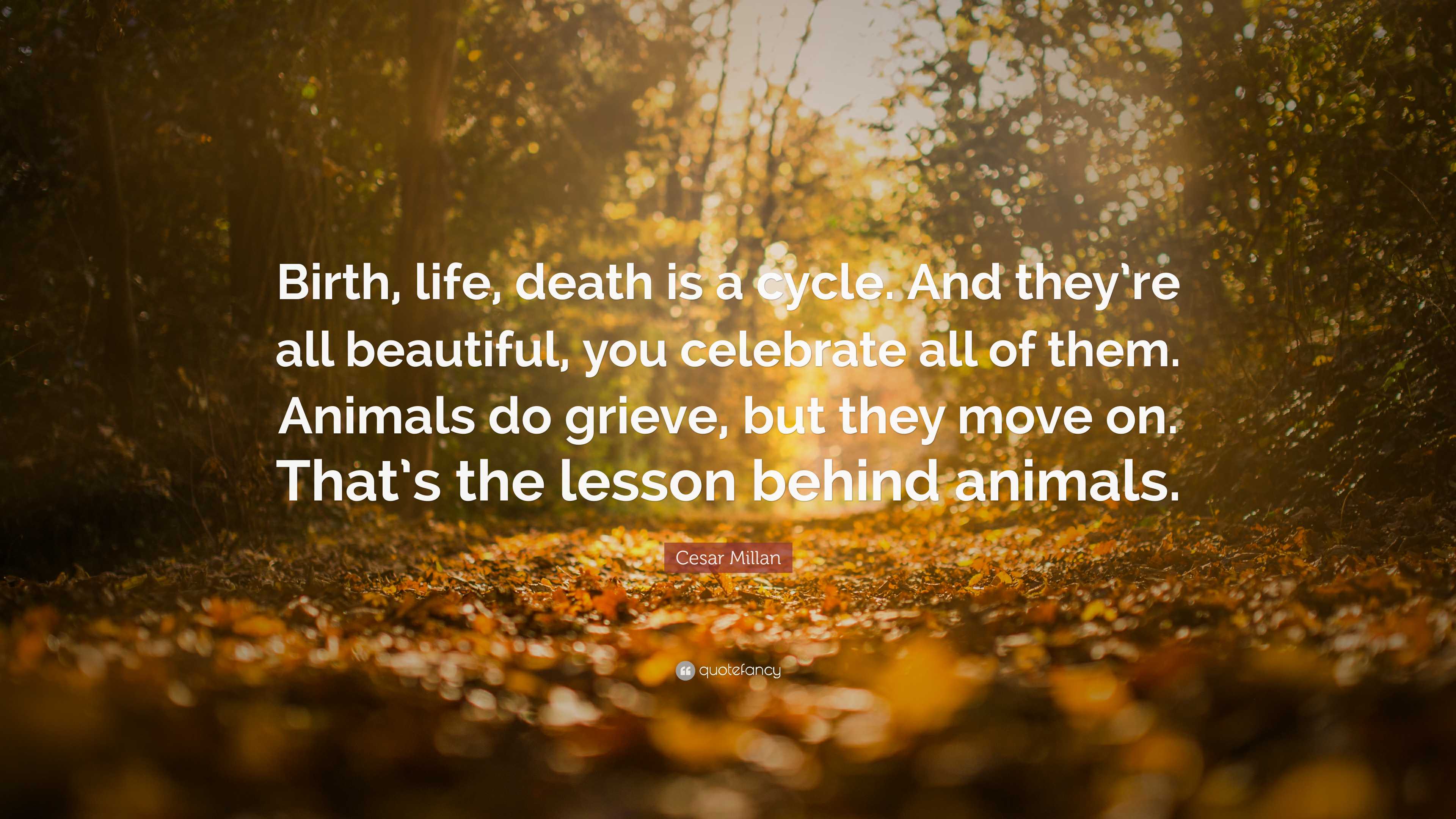 Cesar Millan Quote: “Birth, life, death is a cycle. And they’re all ...