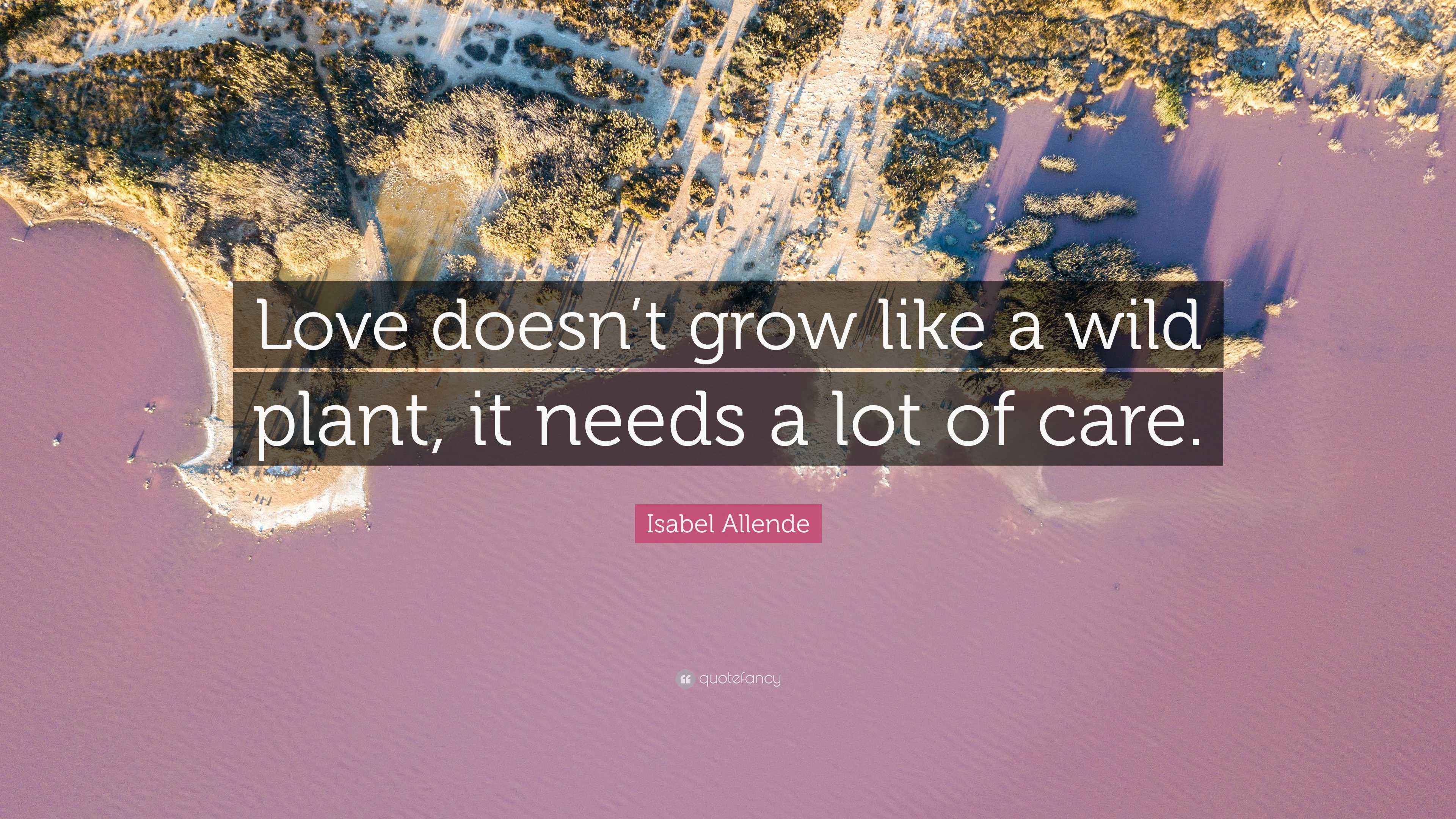 Isabel Allende Quote “Love doesn’t grow like a wild plant, it needs a