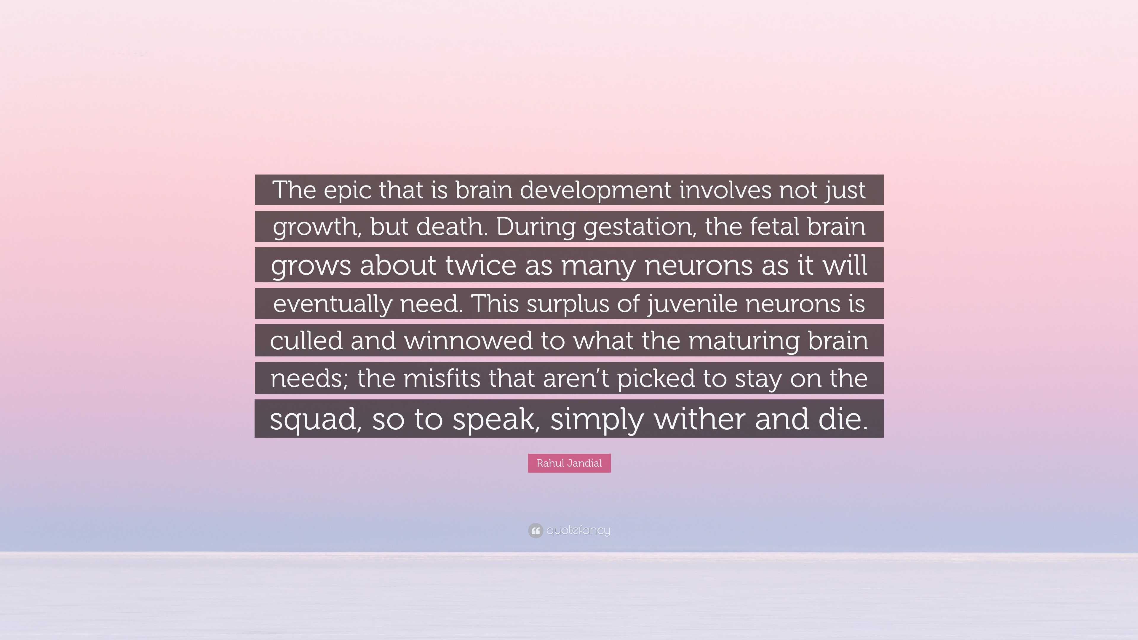 Rahul Jandial Quote: “The epic that is brain development involves not ...