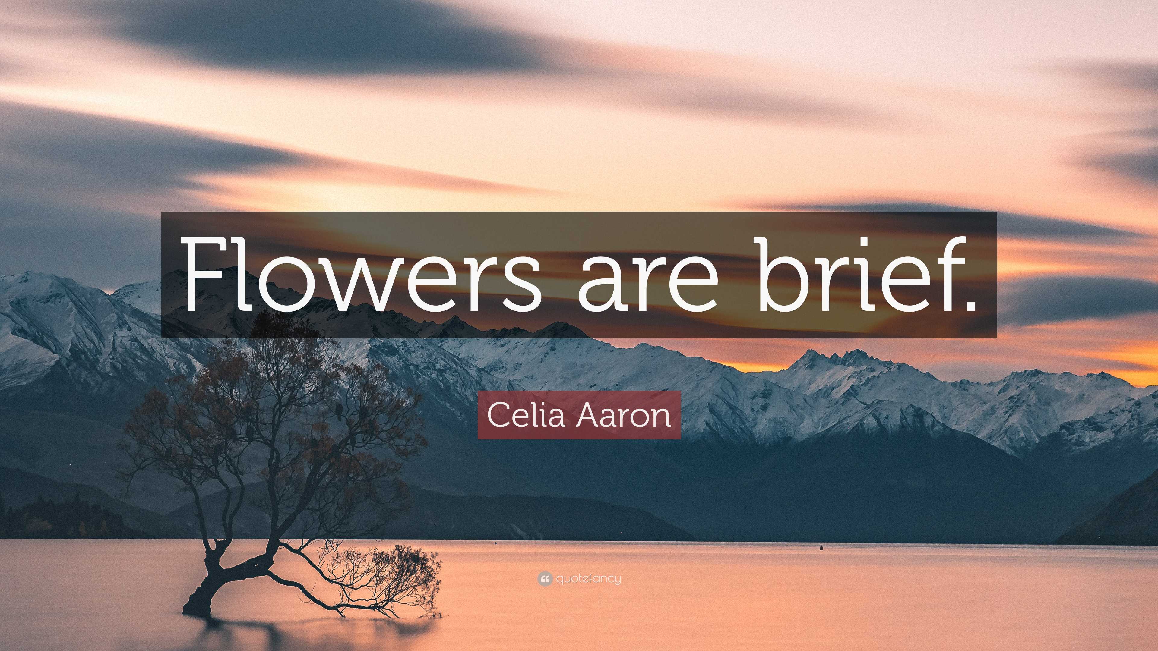 Celia Aaron Quote: “Flowers are brief.”