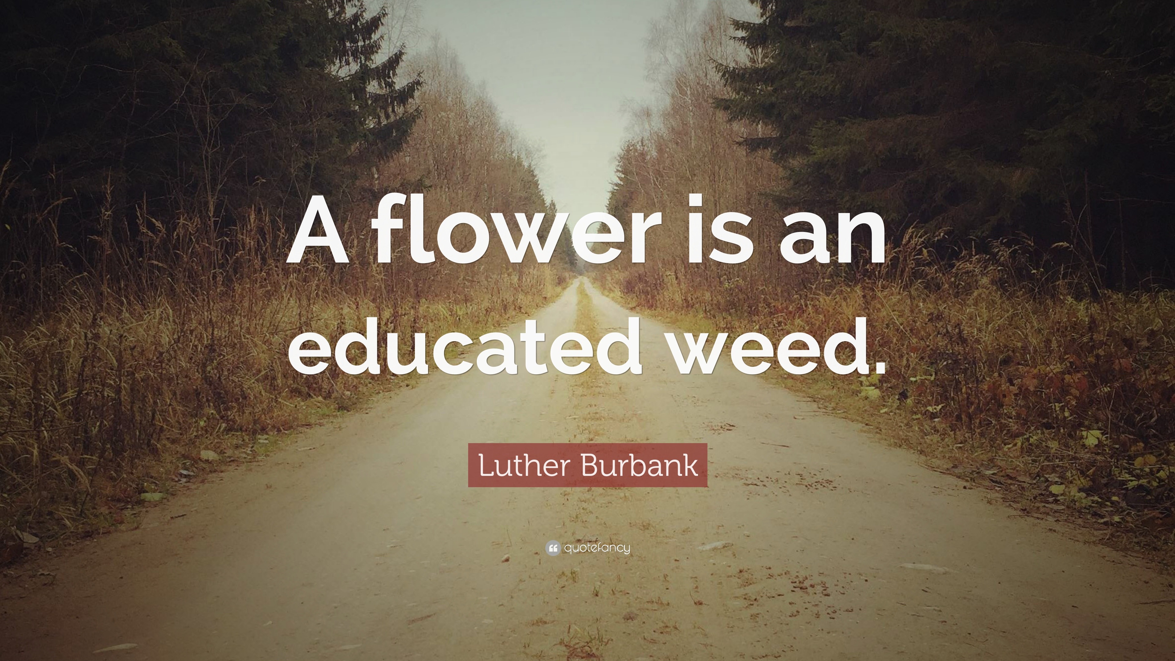 Luther Burbank Quote: "A flower is an educated weed."