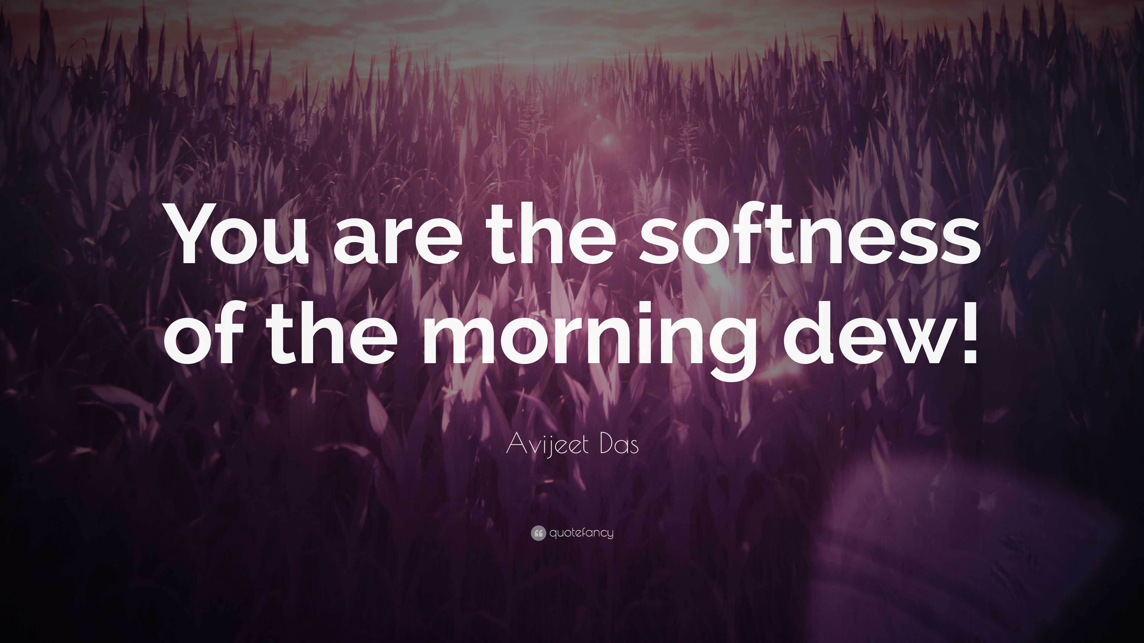 Avijeet Das Quote: “You are the softness of the morning dew!”, image size:3840x2160