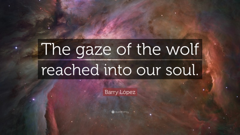 Barry López Quote: “The gaze of the wolf reached into our soul.”