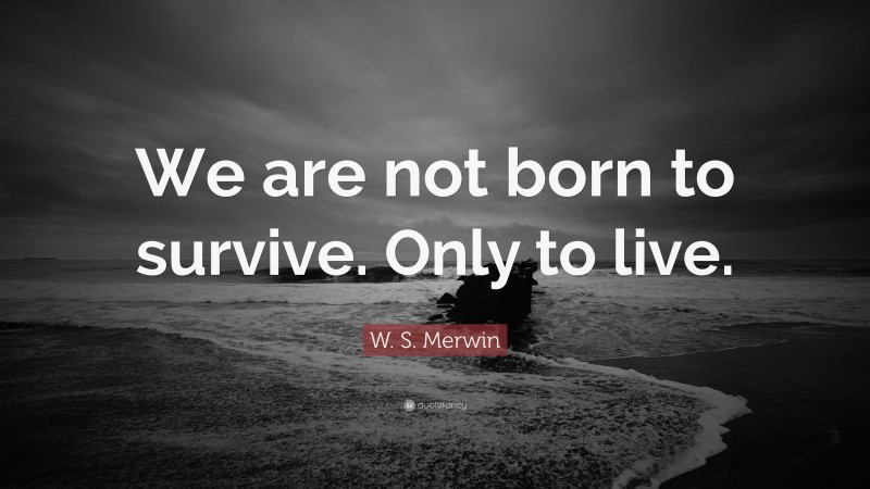 W. S. Merwin Quote: “We are not born to survive. Only to live.”