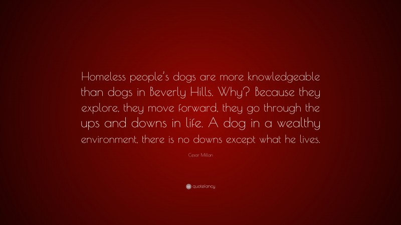Cesar Millan Quote: “Homeless people’s dogs are more knowledgeable than dogs in Beverly Hills. Why? Because they explore, they move forward, they go through the ups and downs in life. A dog in a wealthy environment, there is no downs except what he lives.”