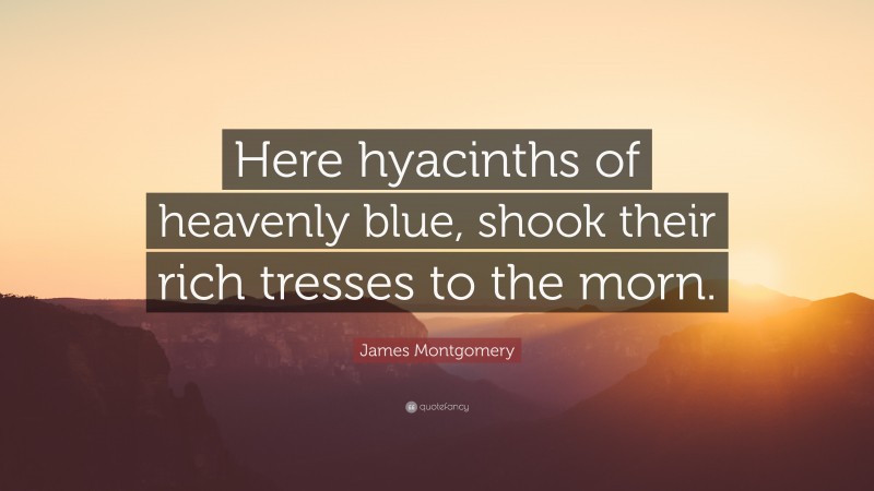 James Montgomery Quote: “Here hyacinths of heavenly blue, shook their rich tresses to the morn.”
