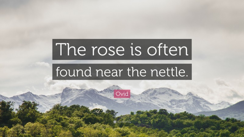 Ovid Quote: “The rose is often found near the nettle.”
