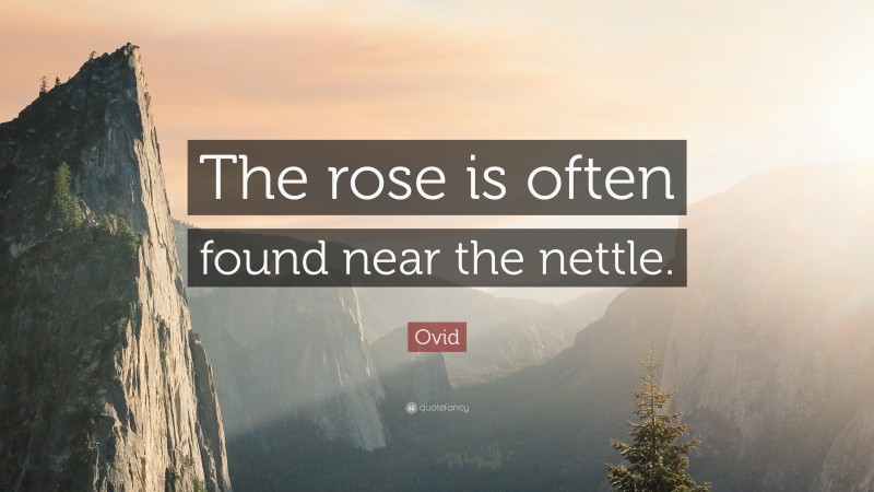 Ovid Quote: “The rose is often found near the nettle.”