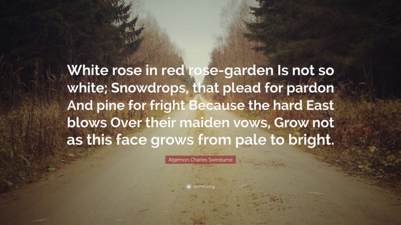 Algernon Charles Swinburne Quote: “White rose in red rose-garden Is not so white; Snowdrops, that plead for pardon And pine for fright Because the hard East blows Over their maiden vows, Grow not as this face grows from pale to bright.”