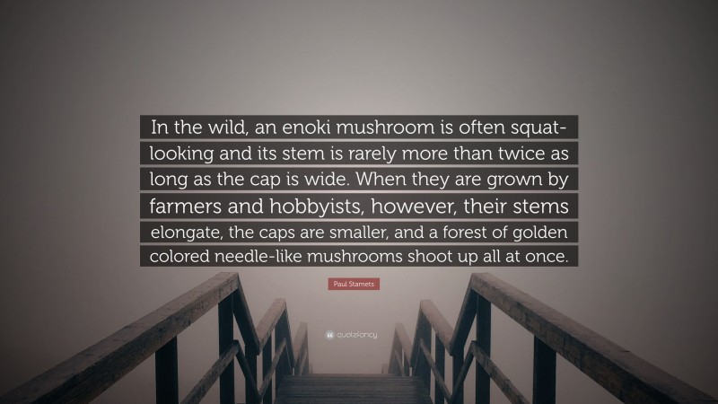 Paul Stamets Quote: “In the wild, an enoki mushroom is often squat-looking and its stem is rarely more than twice as long as the cap is wide. When they are grown by farmers and hobbyists, however, their stems elongate, the caps are smaller, and a forest of golden colored needle-like mushrooms shoot up all at once.”